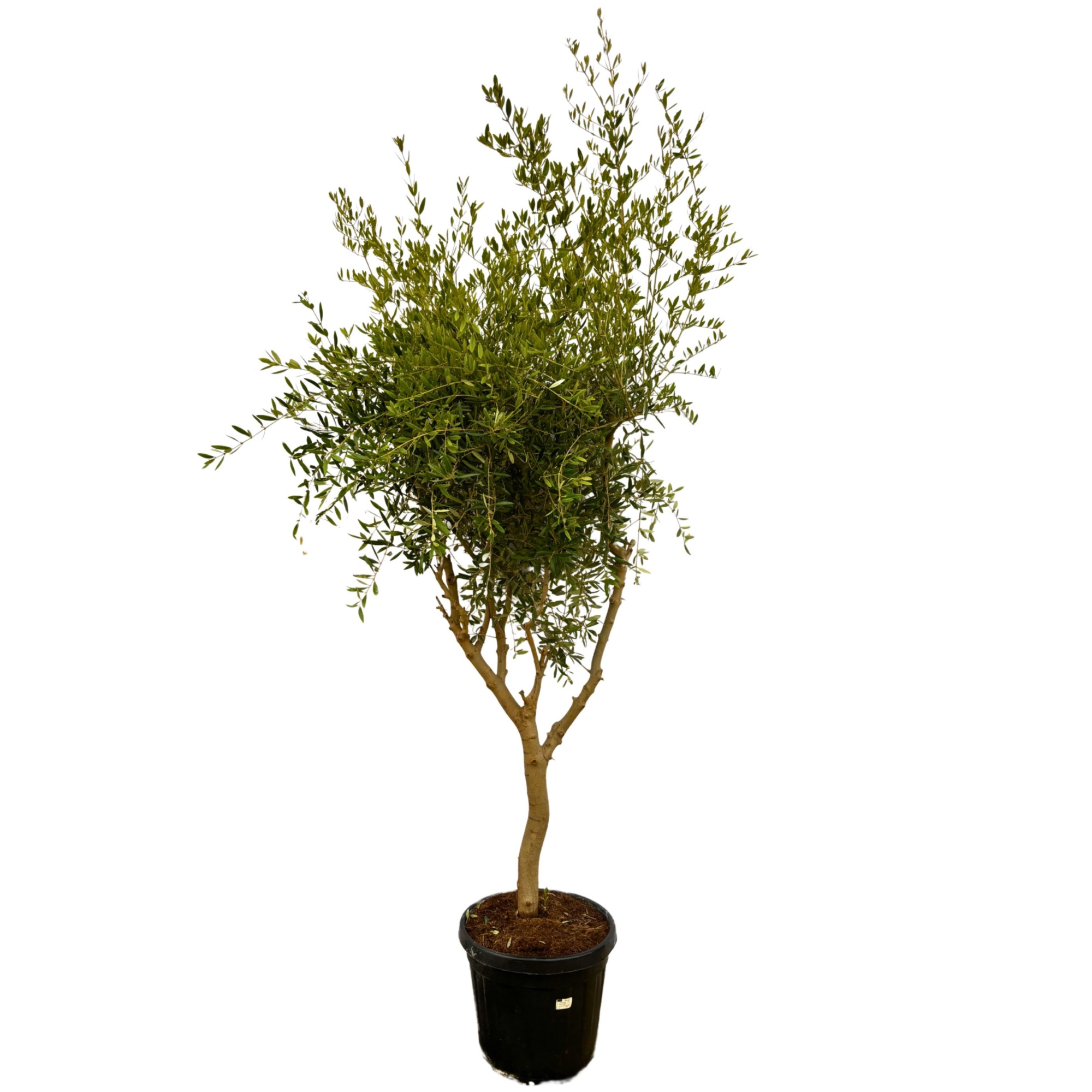 Olea Europaea Cultivo - 230cm, D 40 cm