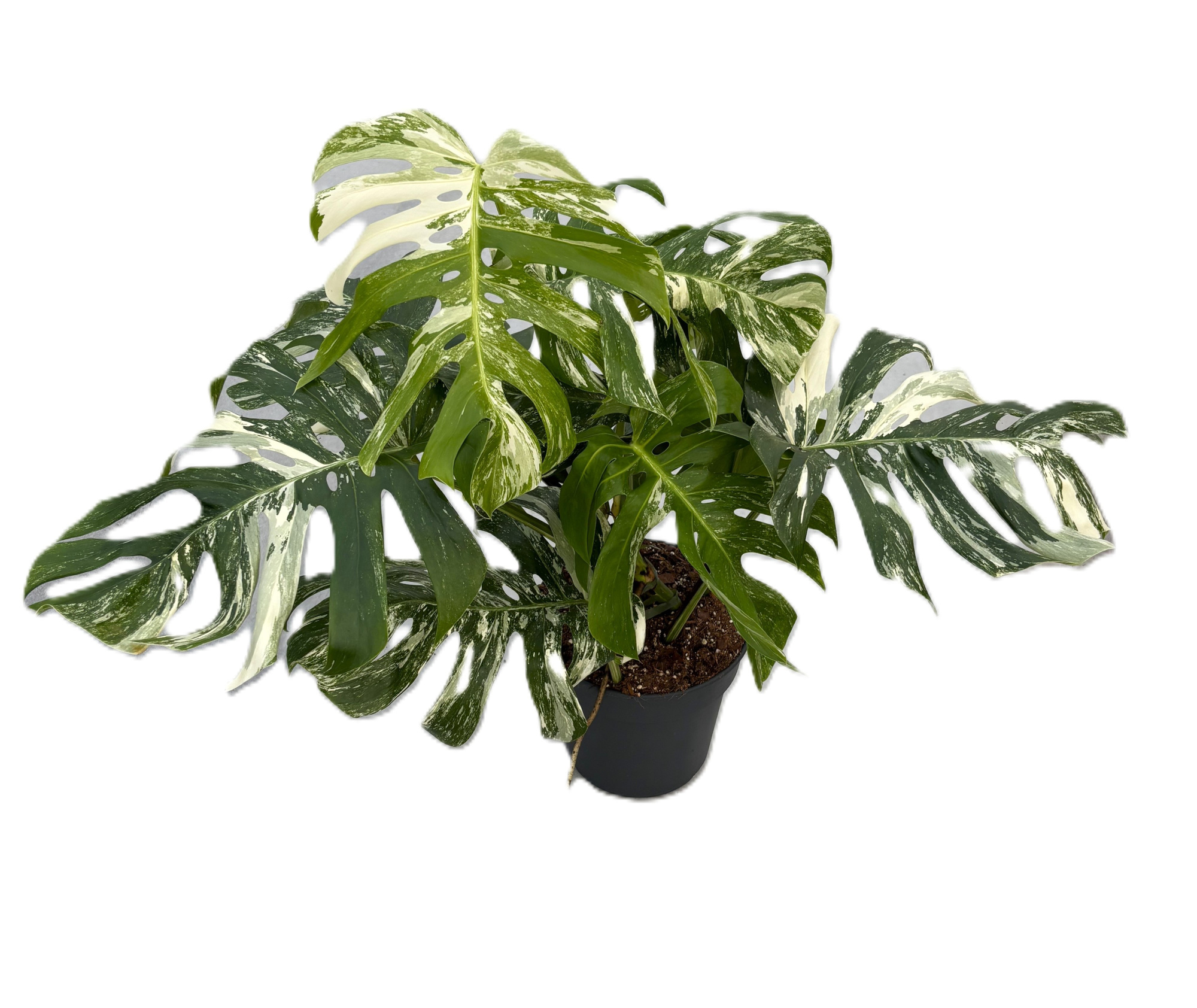 Monstera deliciosa 'variegata', D 24