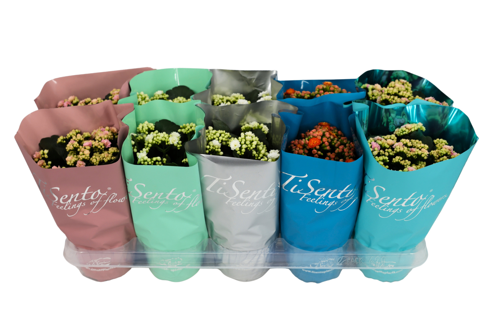 Calandiva 12 cm - Januari Mix 3, D 12