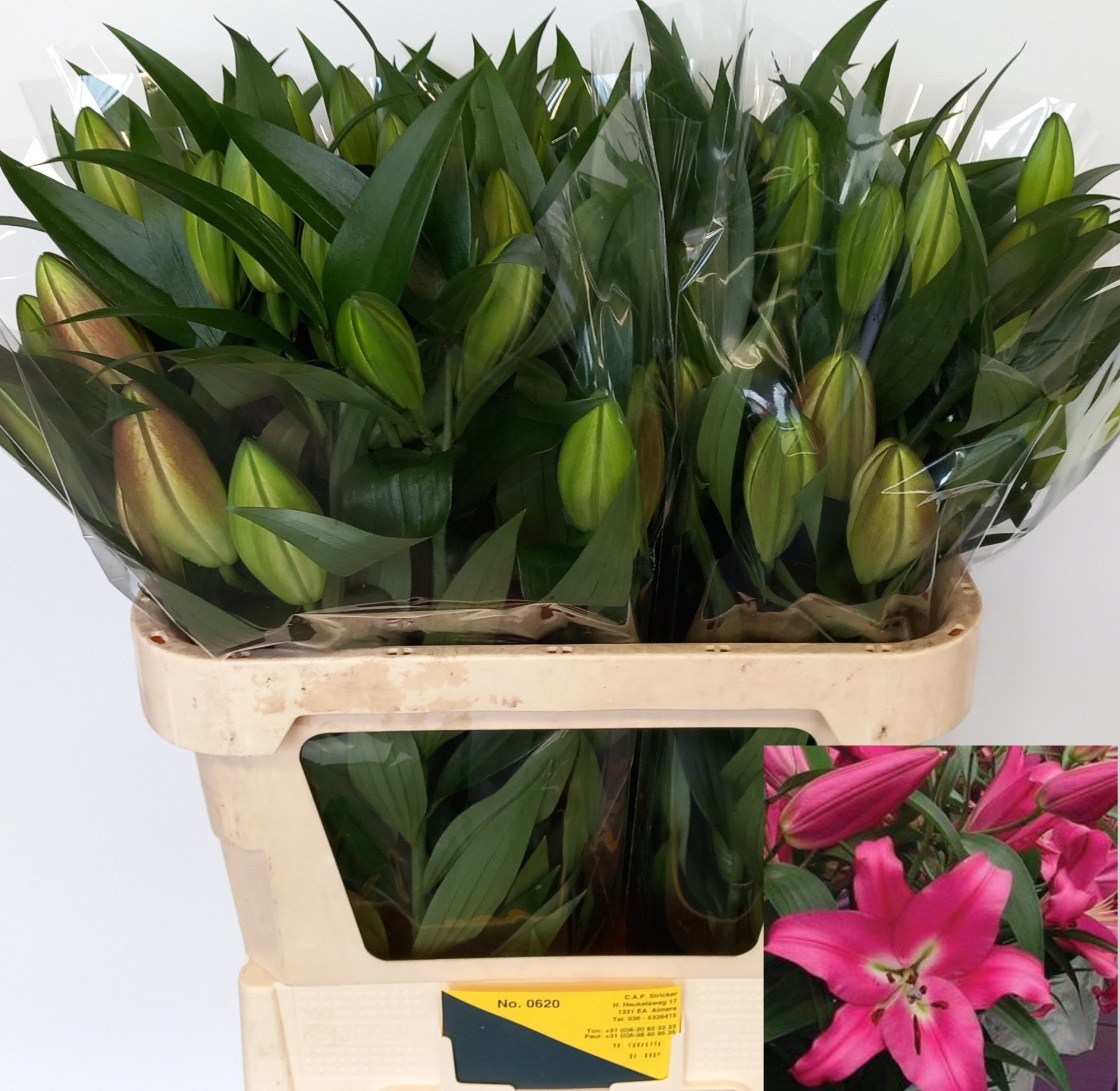 Лилия Корвет 80, шт.