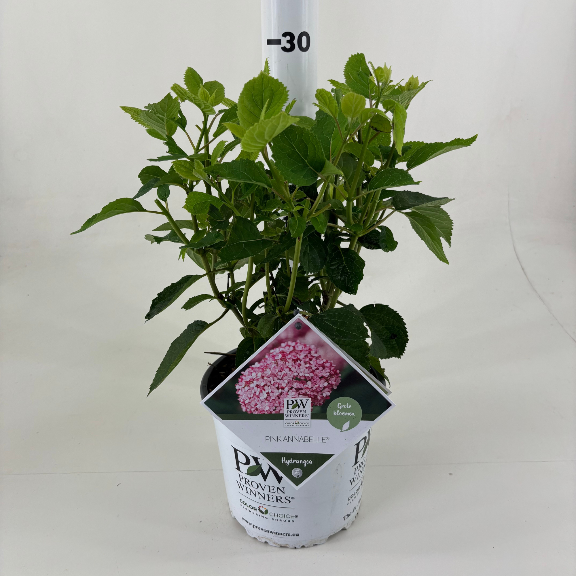 Hydrangea arb. 'Pink Annabelle' ® ('NHCA2'), D 19 cm