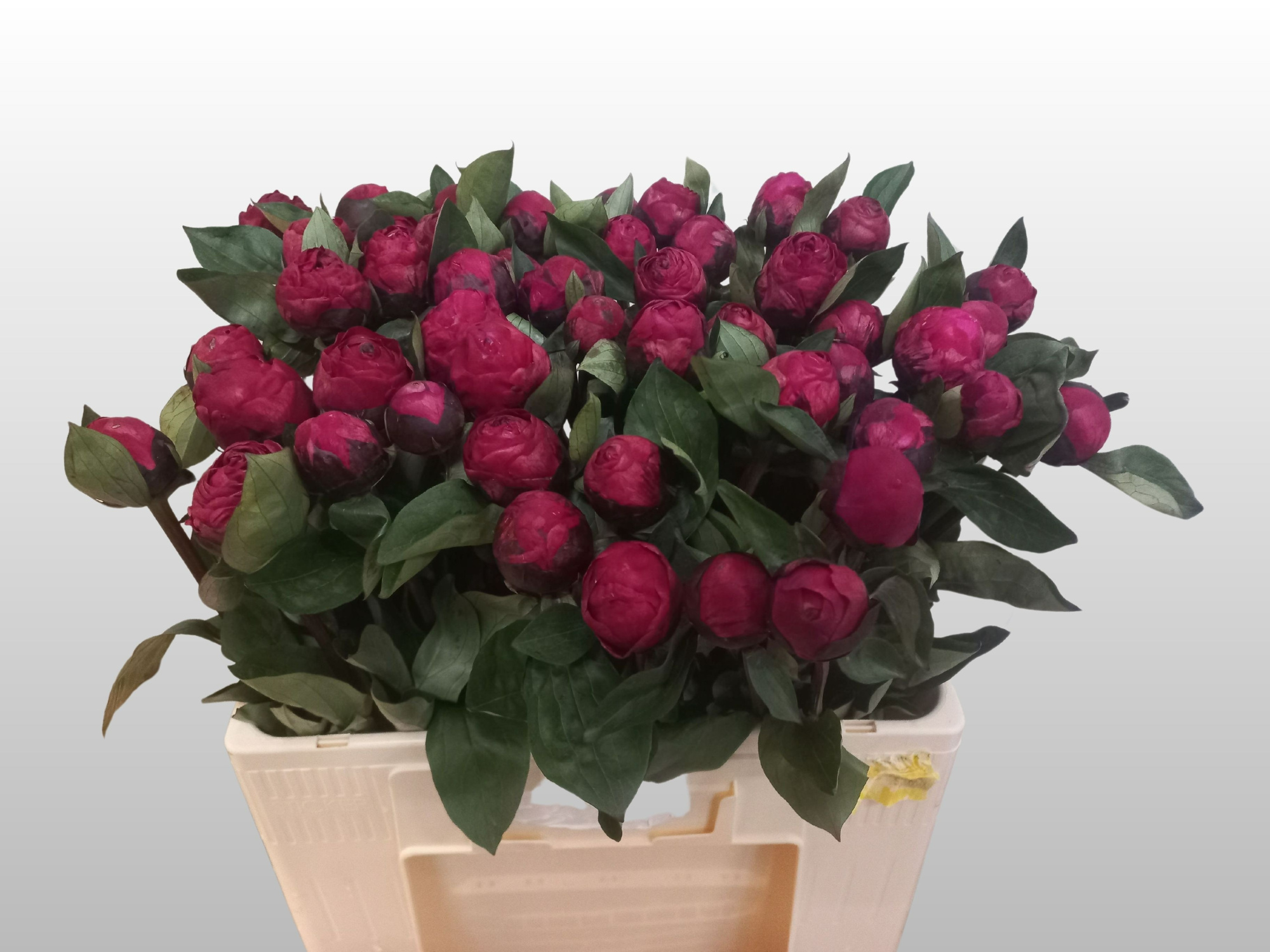 Пион Рэд Сара Бернар 50 (ярко-роз.), шт.