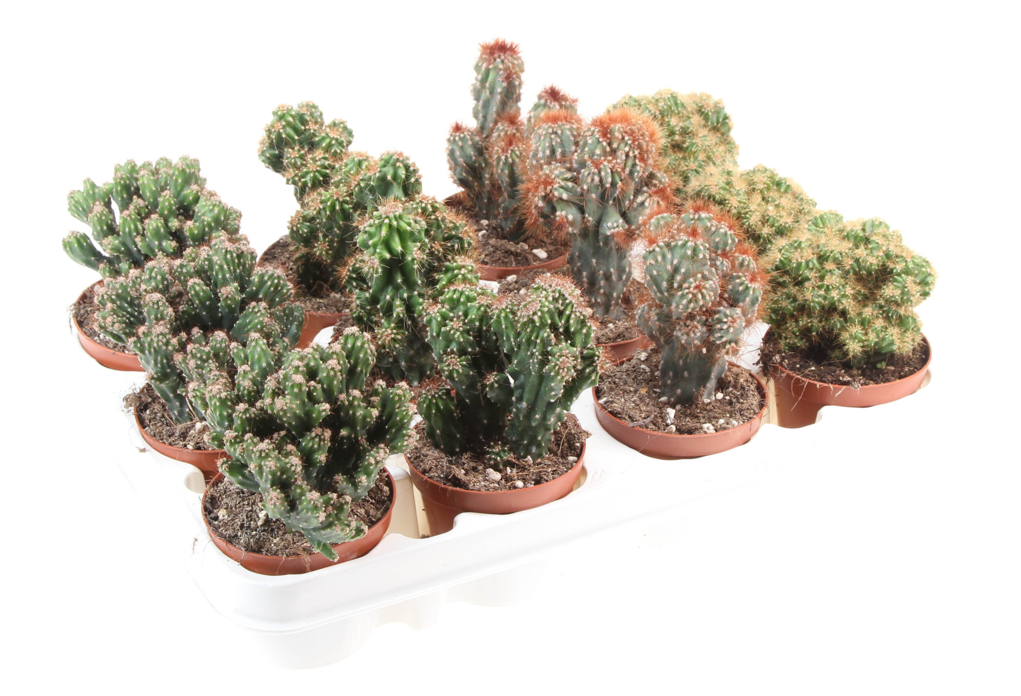 Cactus rots mix, D 8,5 cm