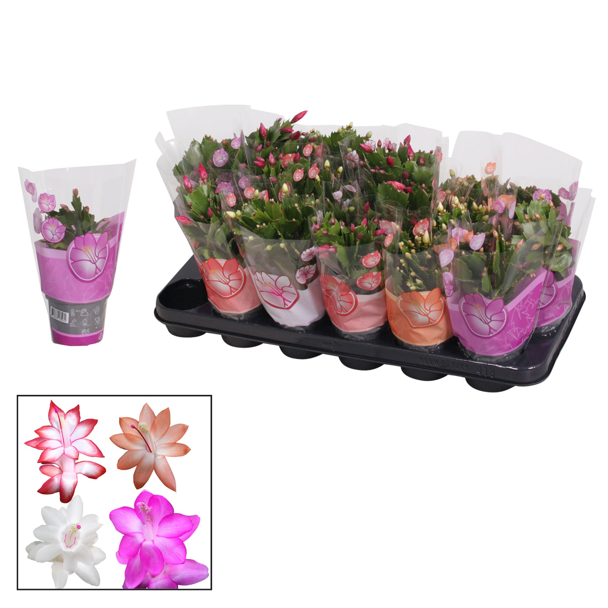 Schlumbergera - 9 cm - mix, D 9 cm