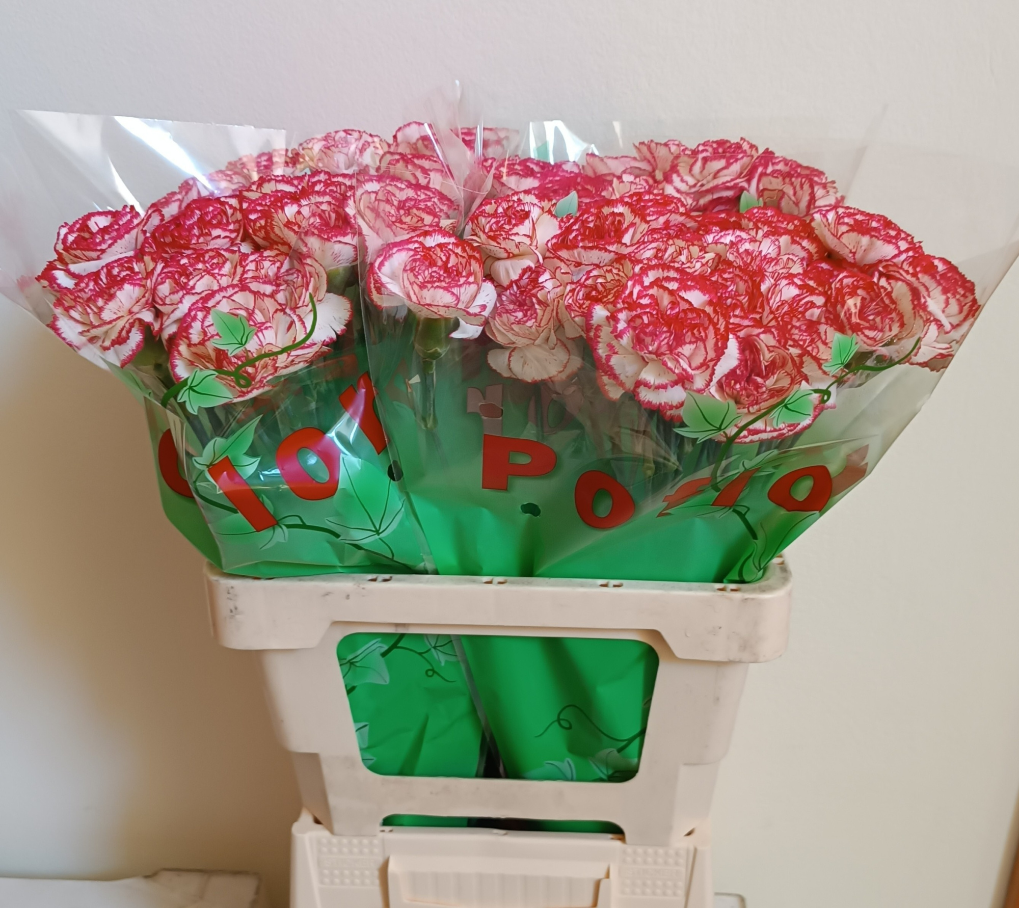 Диантус од. Корали, шт.