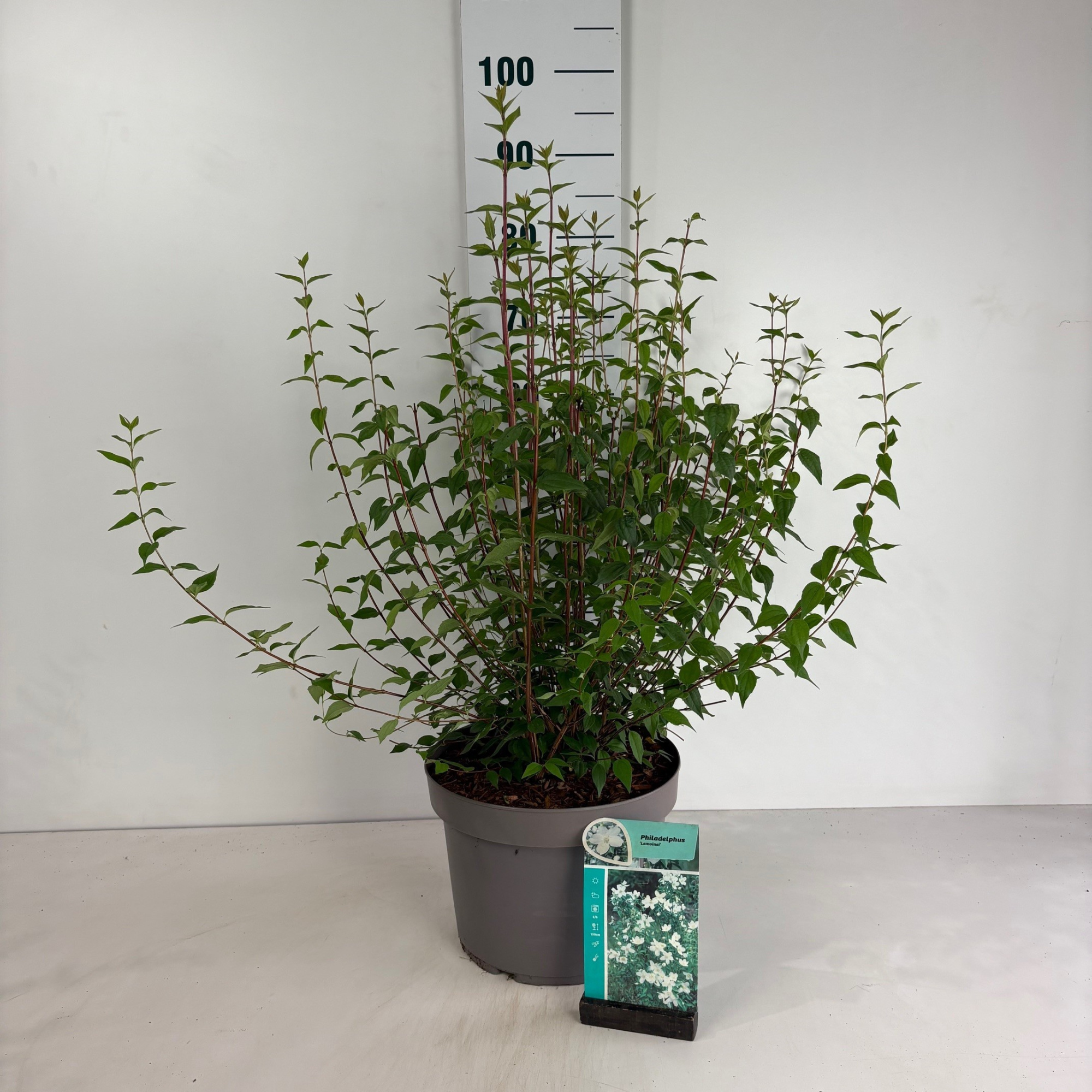 Philadelphus Lemoinei, D 29 cm