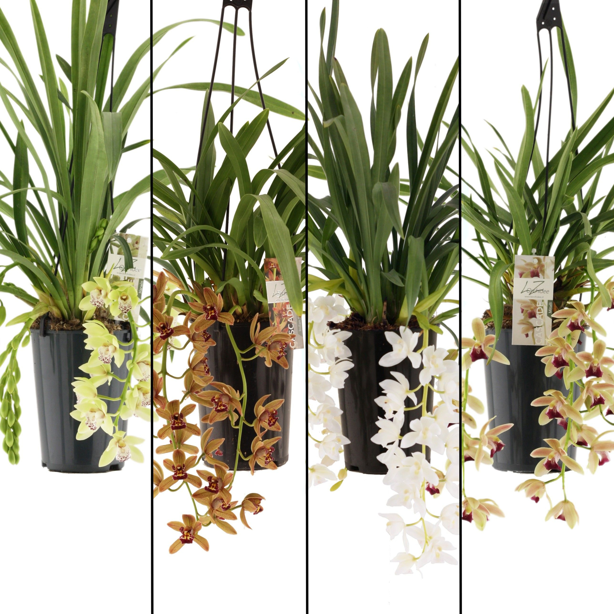 mix cascade 3-4 tak, in kraft koker, D 14 cm