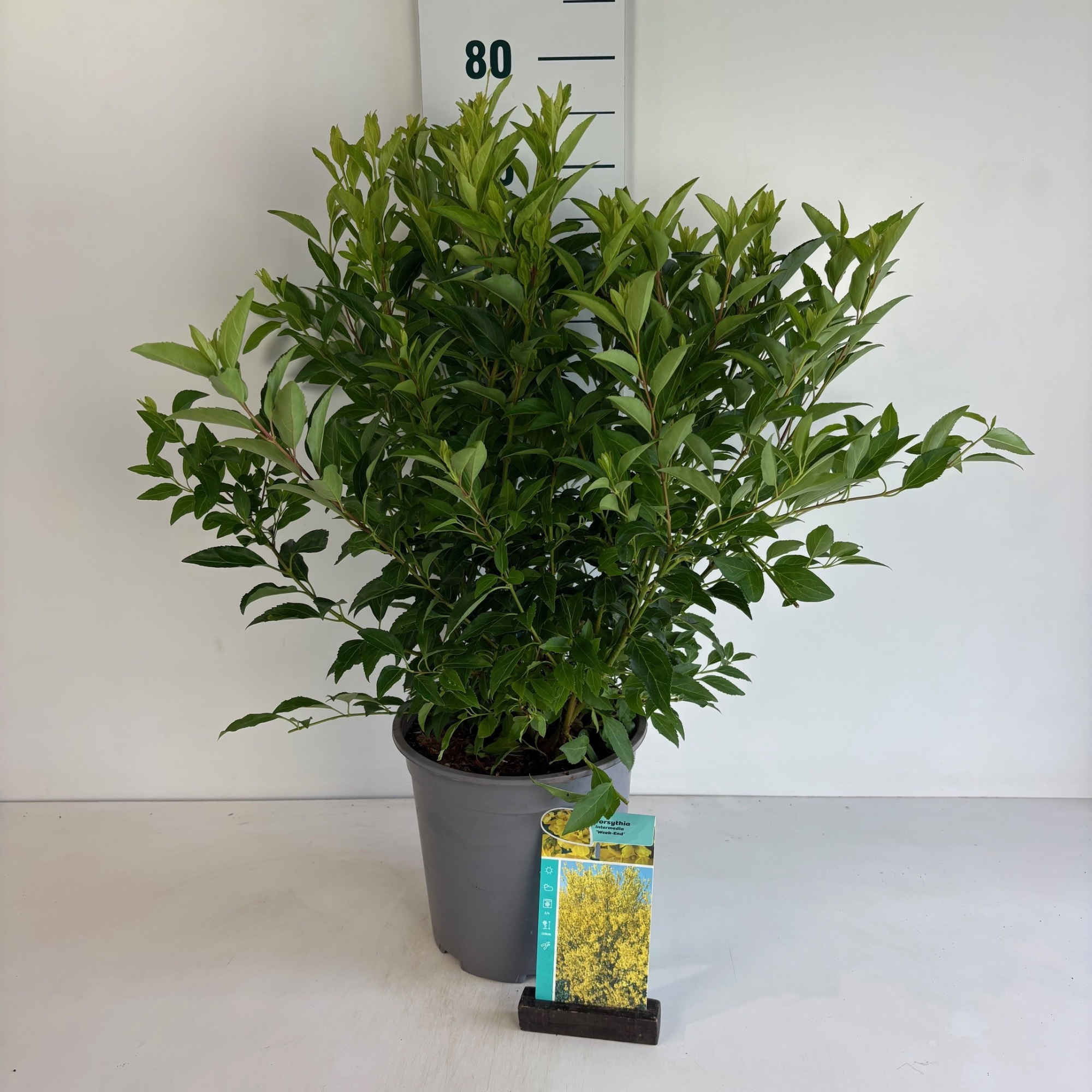 Forsythia intermedia Week-End, D 24 cm