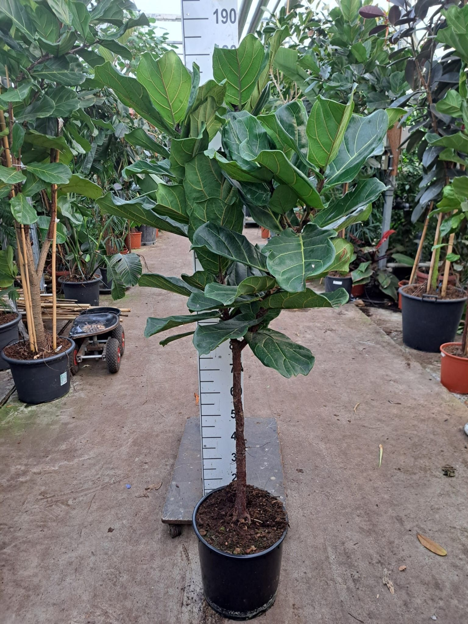 Ficus Lyrata rechte stam 180, D 35 cm