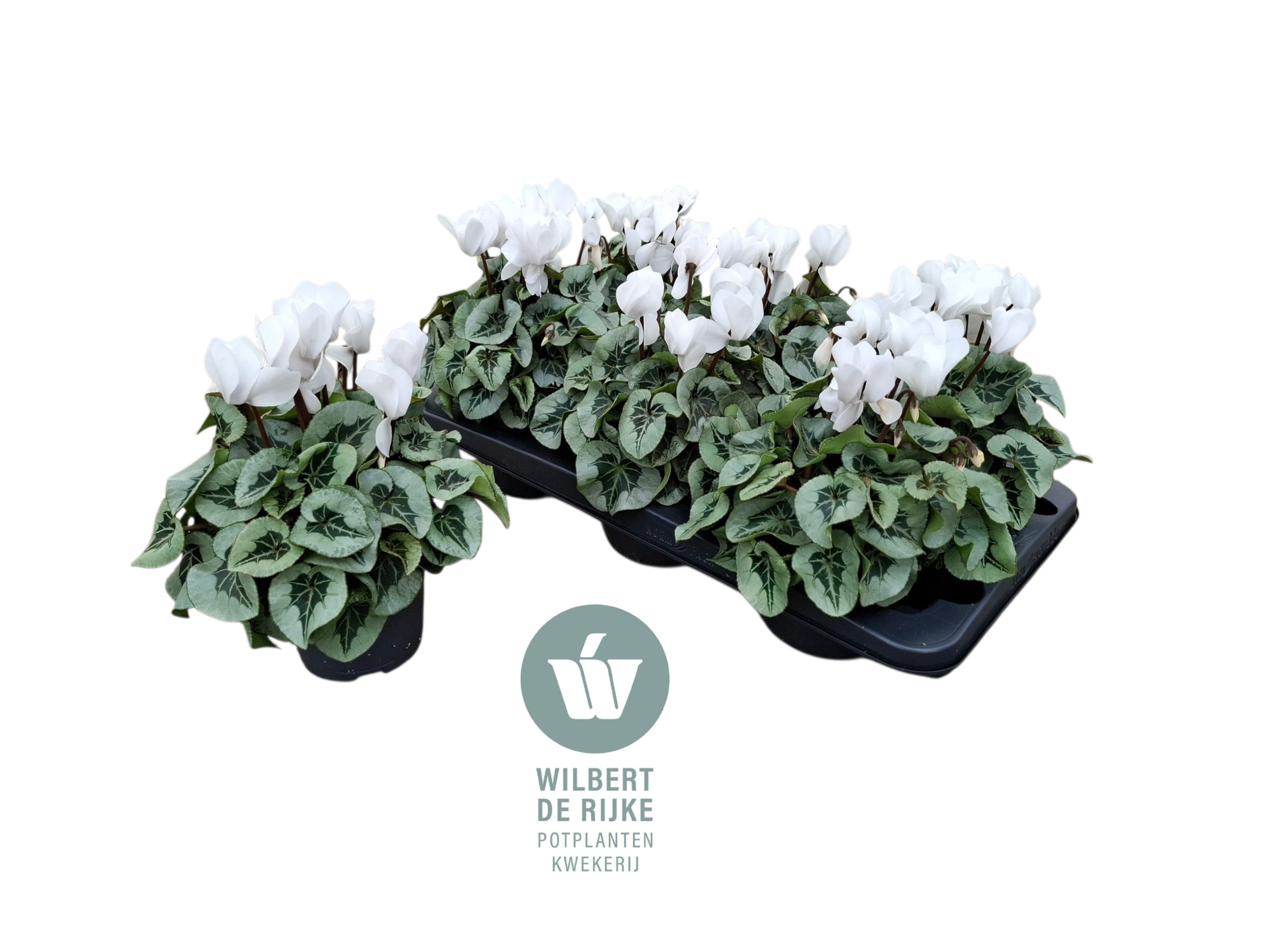 Cyclamen Midi Super Serie Rembrandt White (Cyclaam), D 12 cm