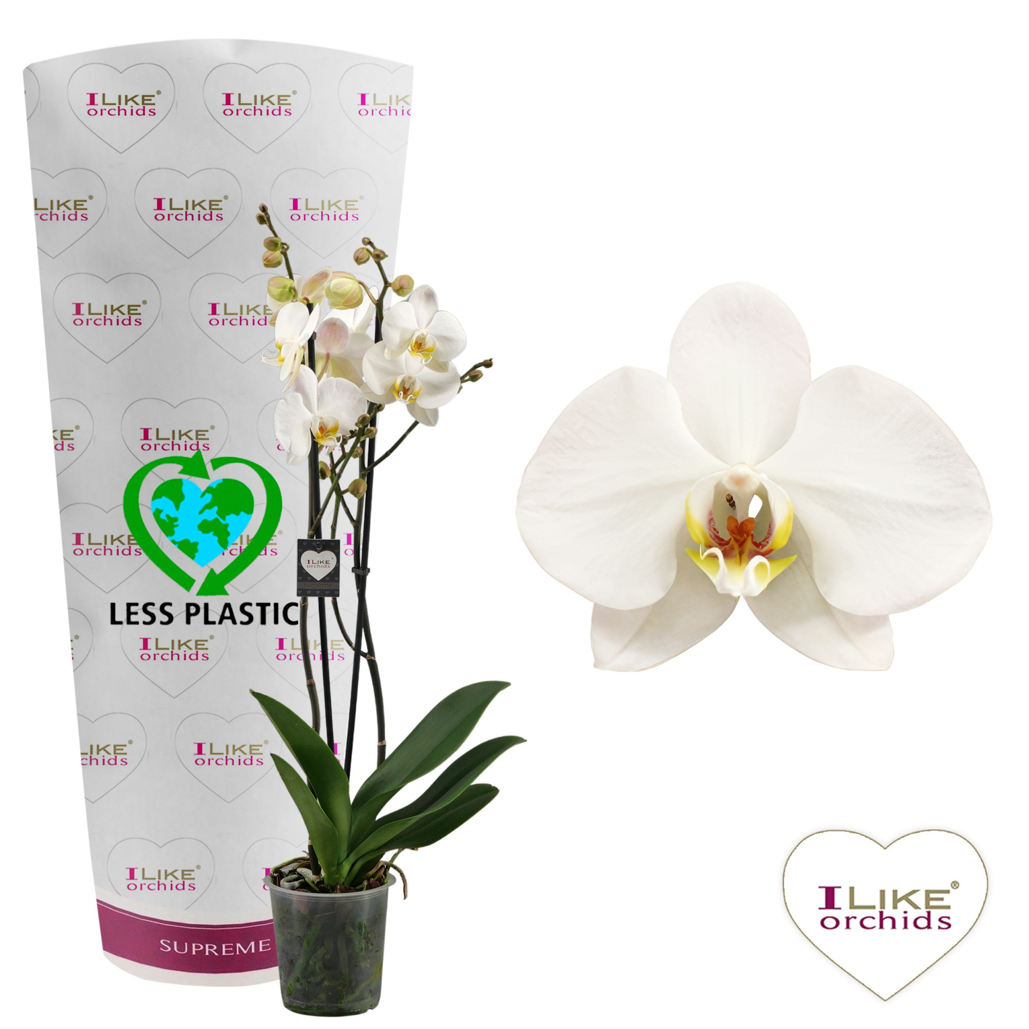 Phalaenopsis London - 2 tak 70cm (Less Plastic), D 12 cm