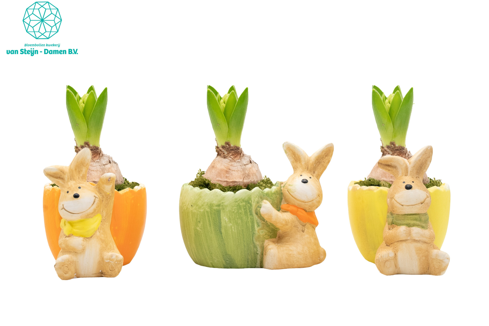 Hyacinthus 'Ceramic Bunny' (Without Moss), D 15