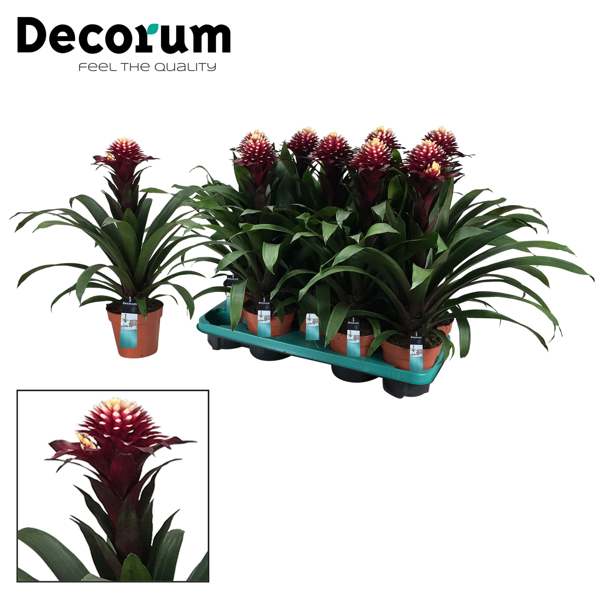 Guzmania Francesca (Decorum), D 13 cm