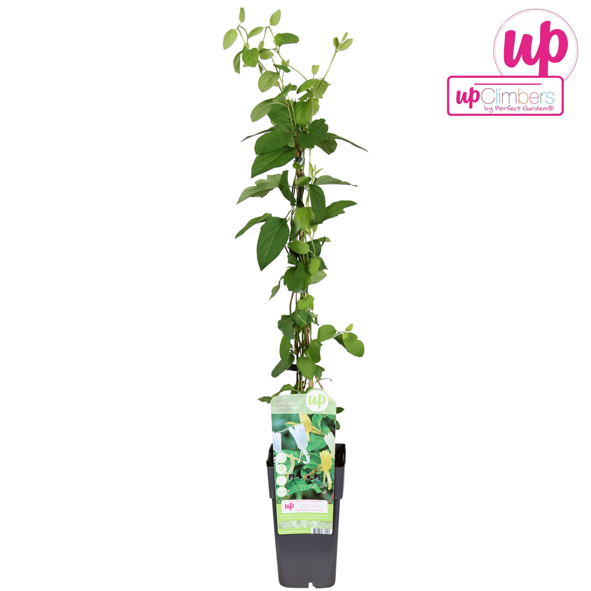 Lonicera japonica Halliana P15, D 15 cm