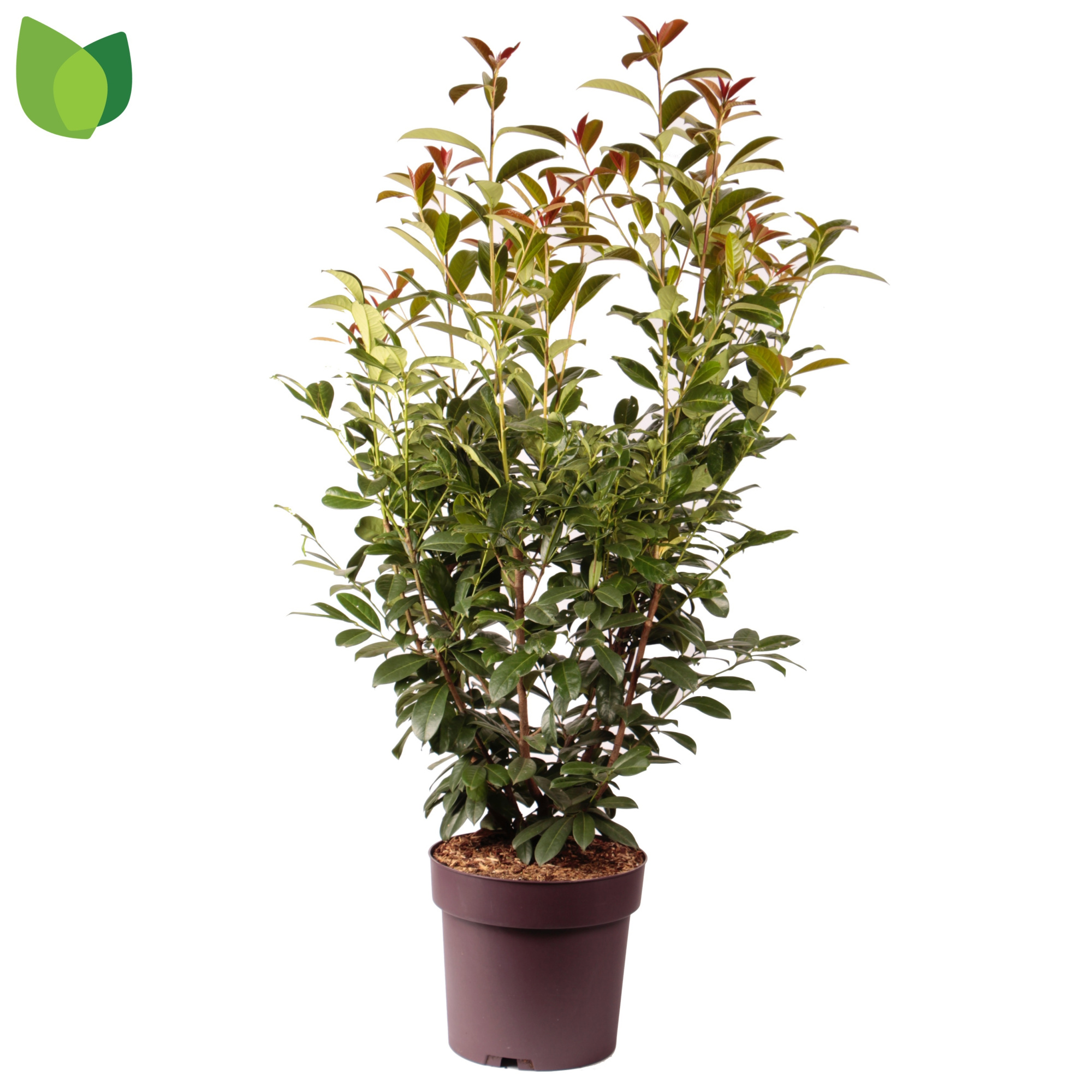 Prunus laurocerasus 'On Fire' C20/P40, D 40