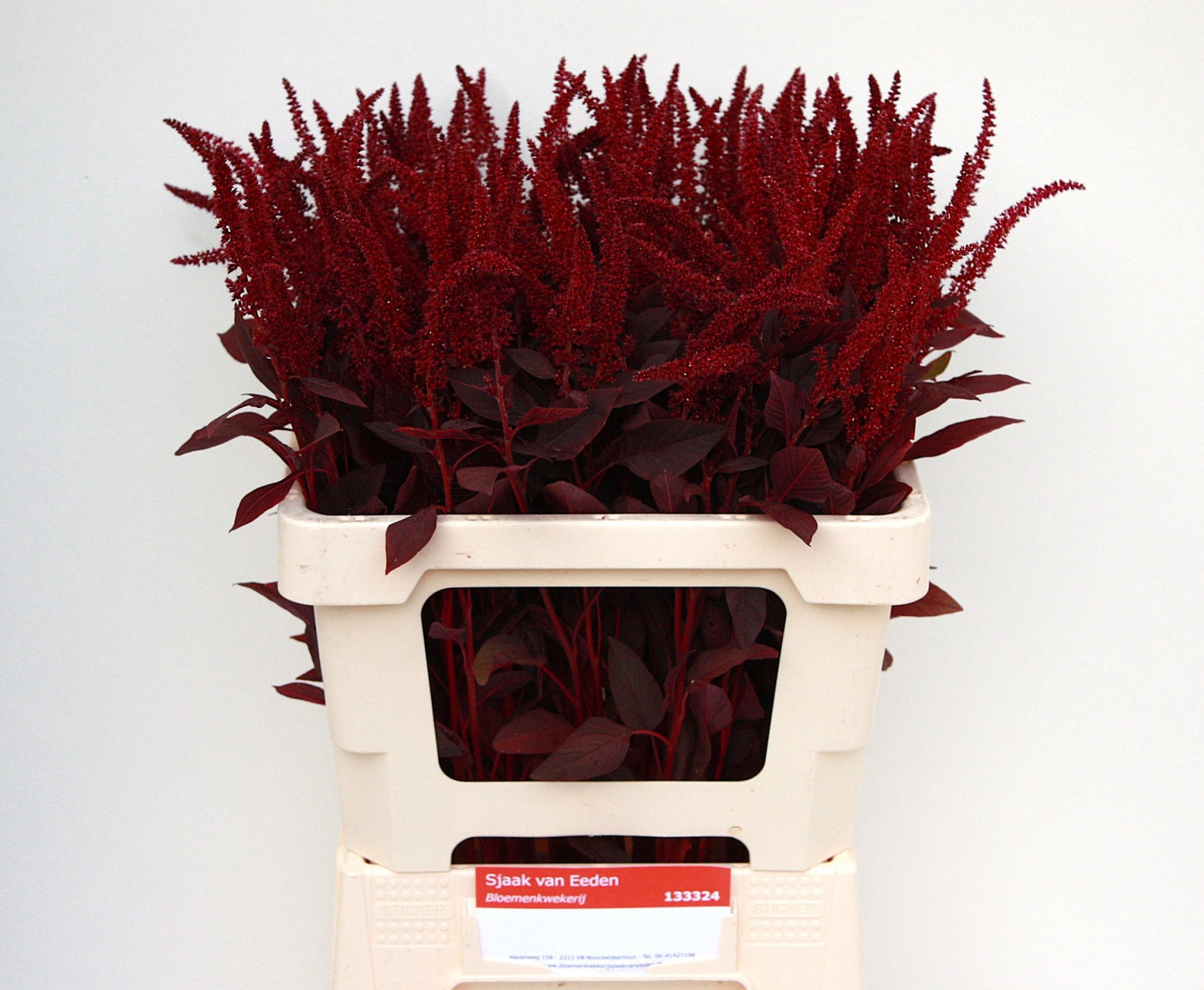 Амарантус Круентус Вельвет 60, шт.