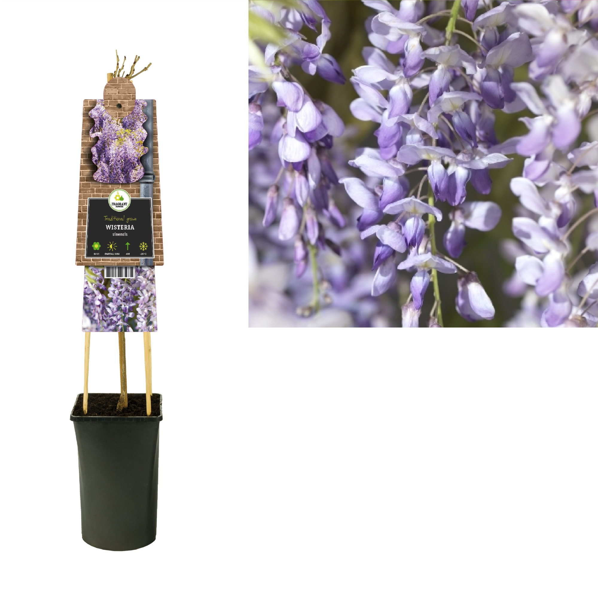 Wisteria sinensis +3.0 label, D 17