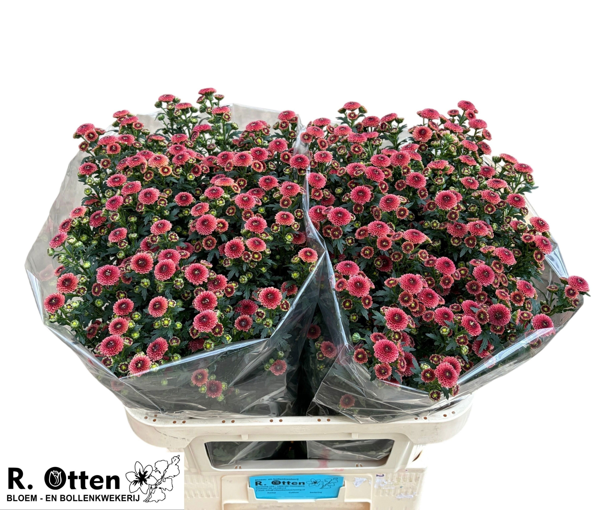 Сантини Калимеро Салмон, шт.