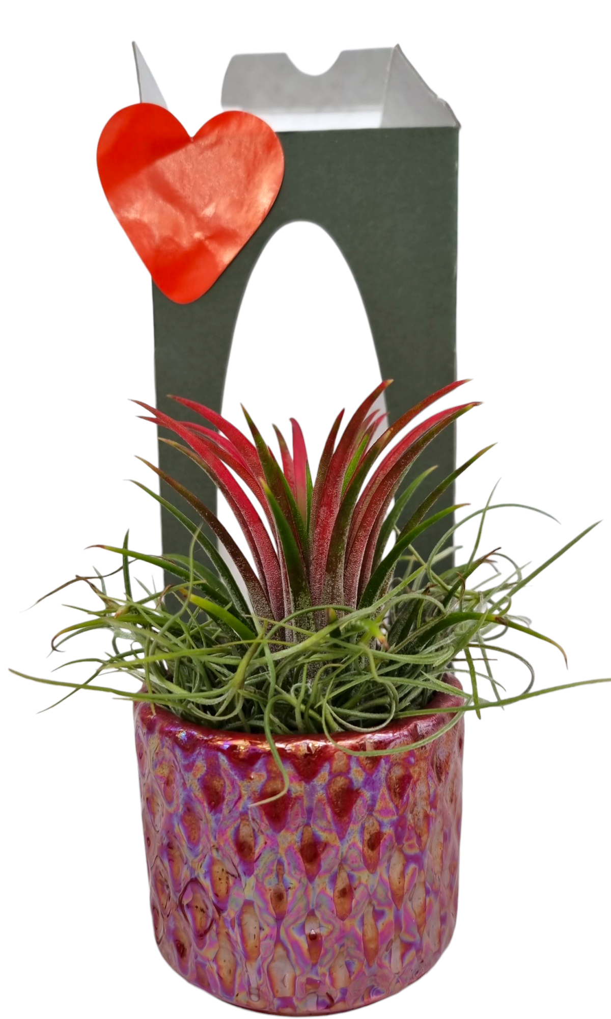 Tillandsia diamond red pot gift package, D 9 cm