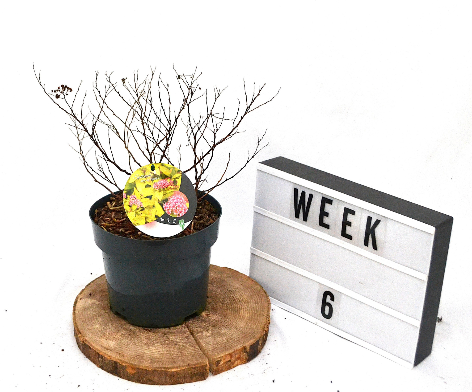 Spiraea japonica Firelight C3, D 19