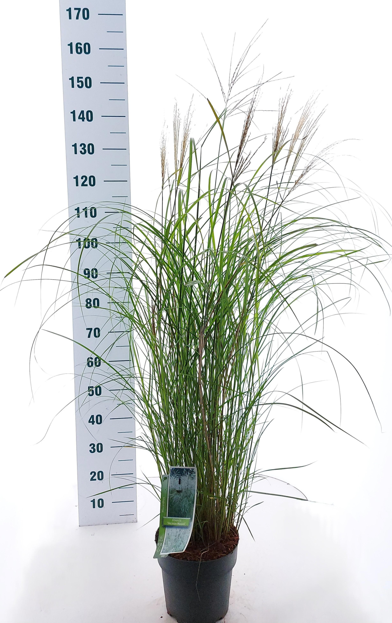 Miscanthus sin. 'Herman Mussel', D 23 cm