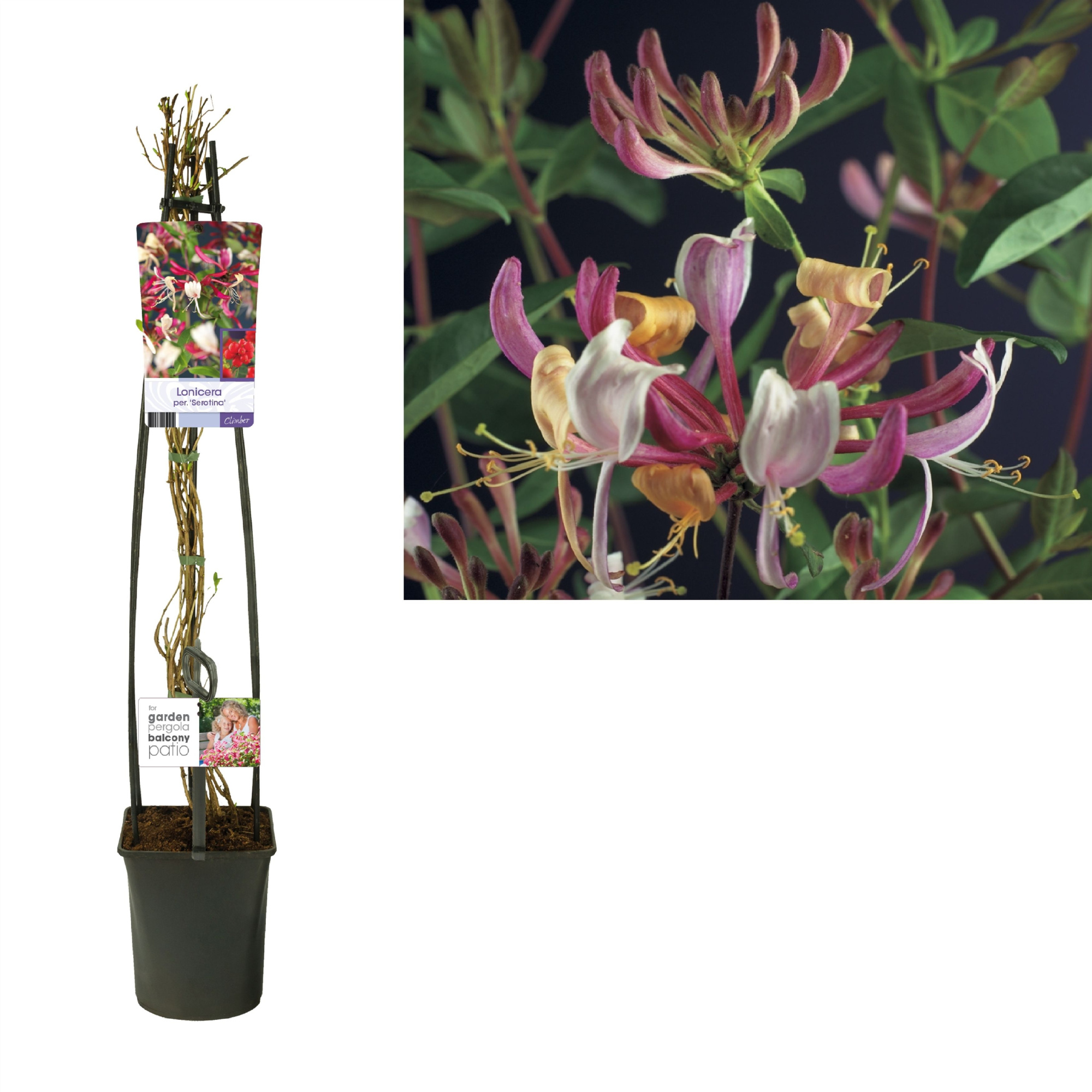Lonicera per. 'Serotina' +light label, D 23 cm