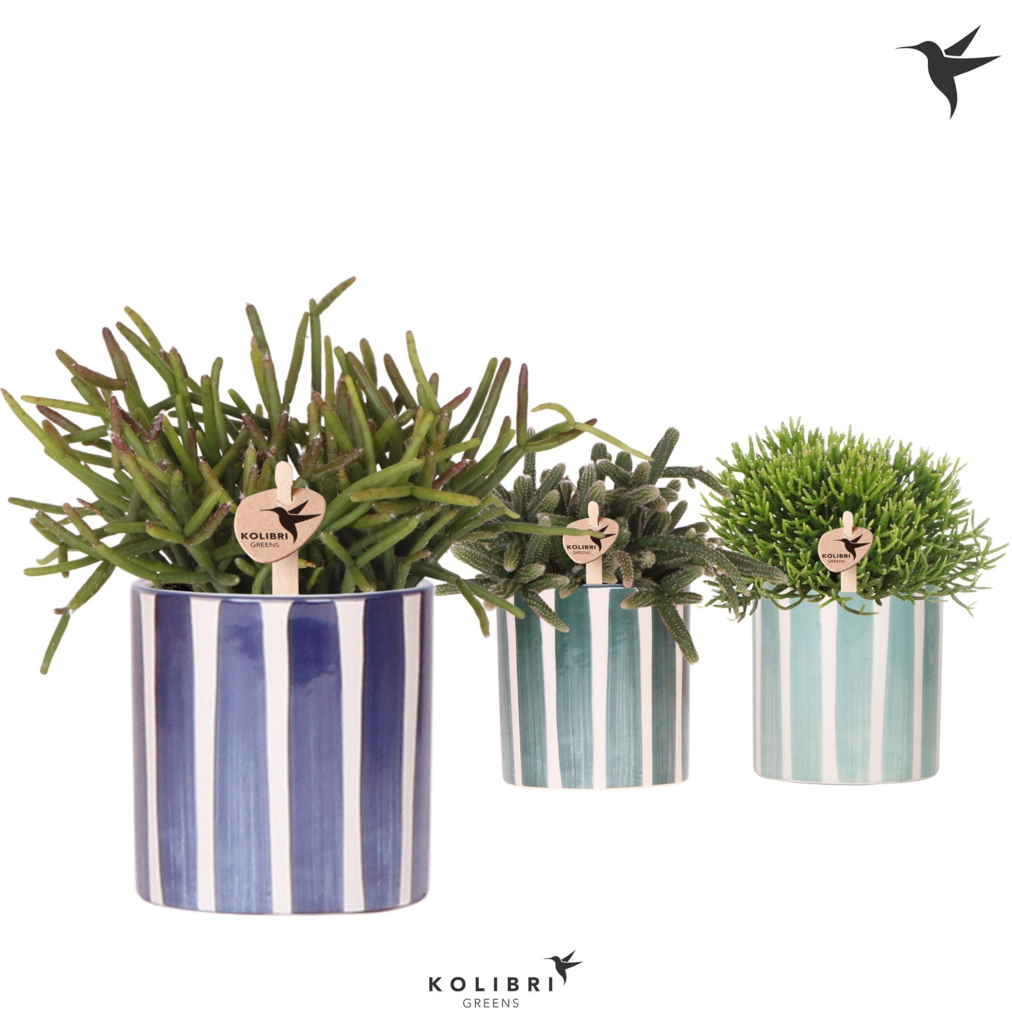 Kolibri Greens Rhipsalis mix in Painted Stripe pot blue mix, D 9 cm
