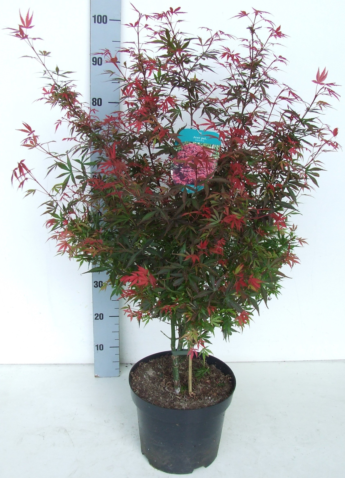 Acer palmatum 'Shaina' P26 Full CC, D 26 cm