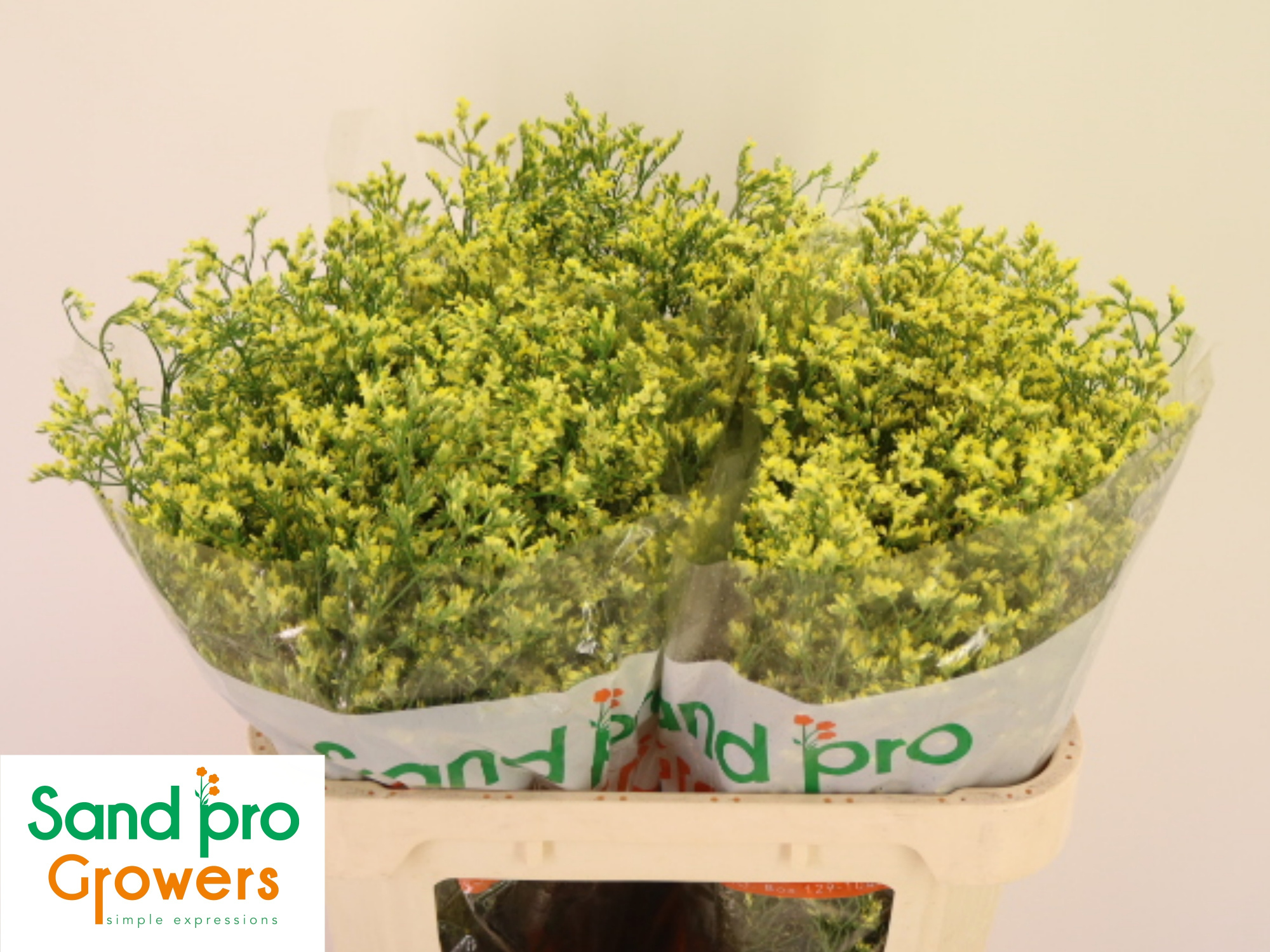 Лимониум Чайна Саммер 70, шт.