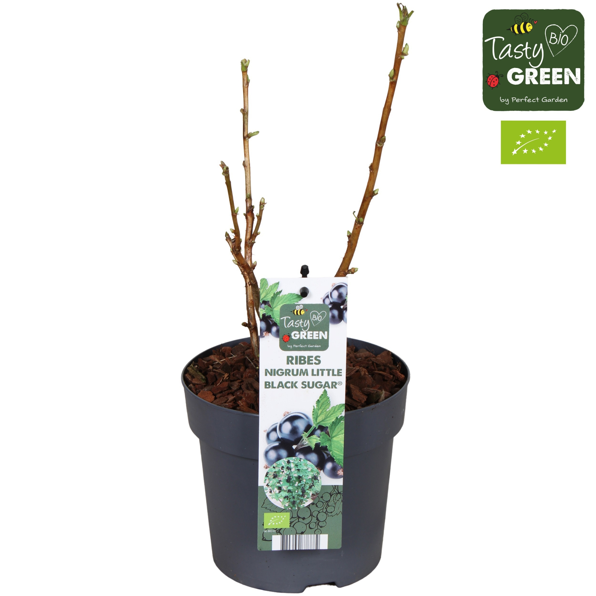 Ribes Low® Little Black Sugar® Bio P14, D 14 cm