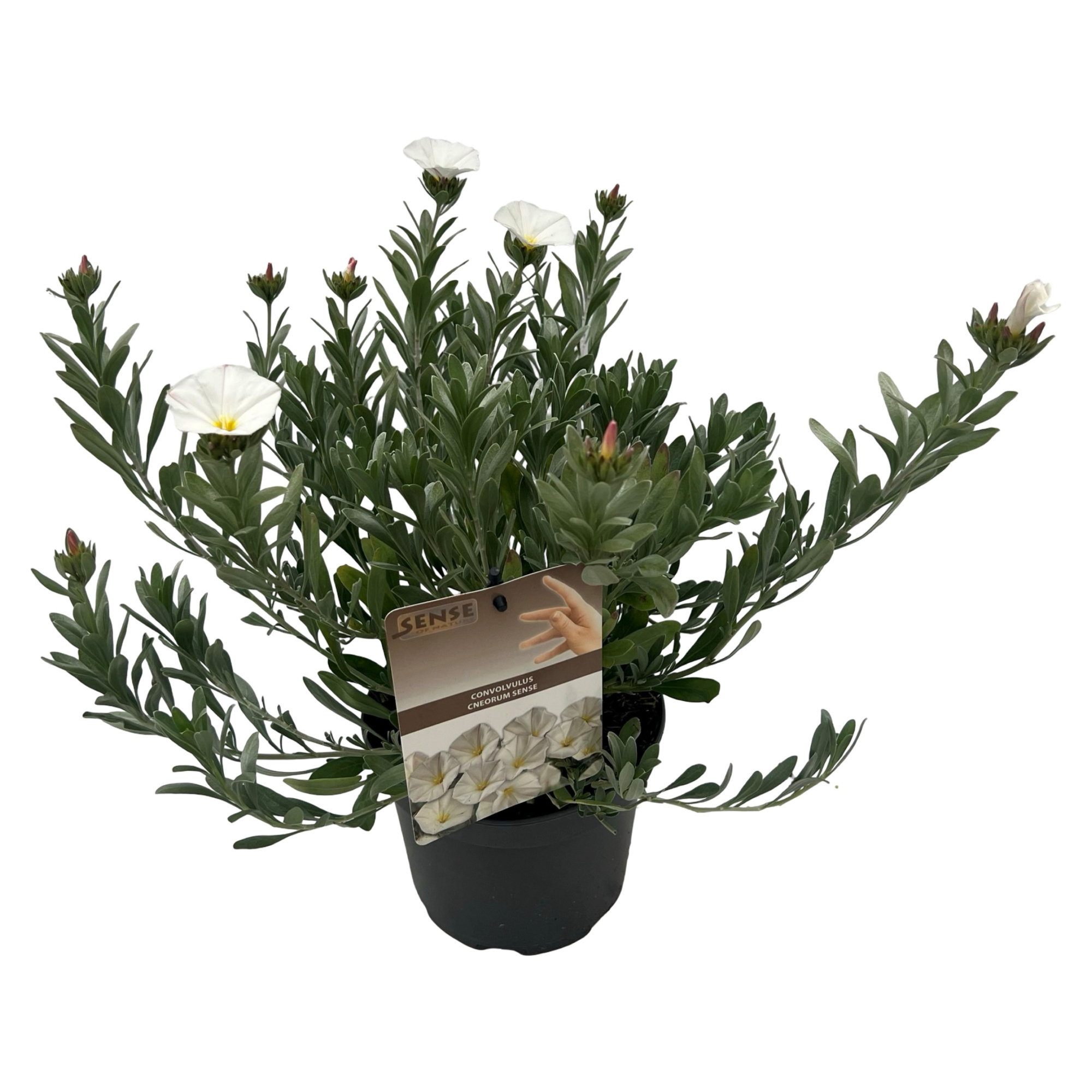 Convolvulus cneorum sense, D 17 cm