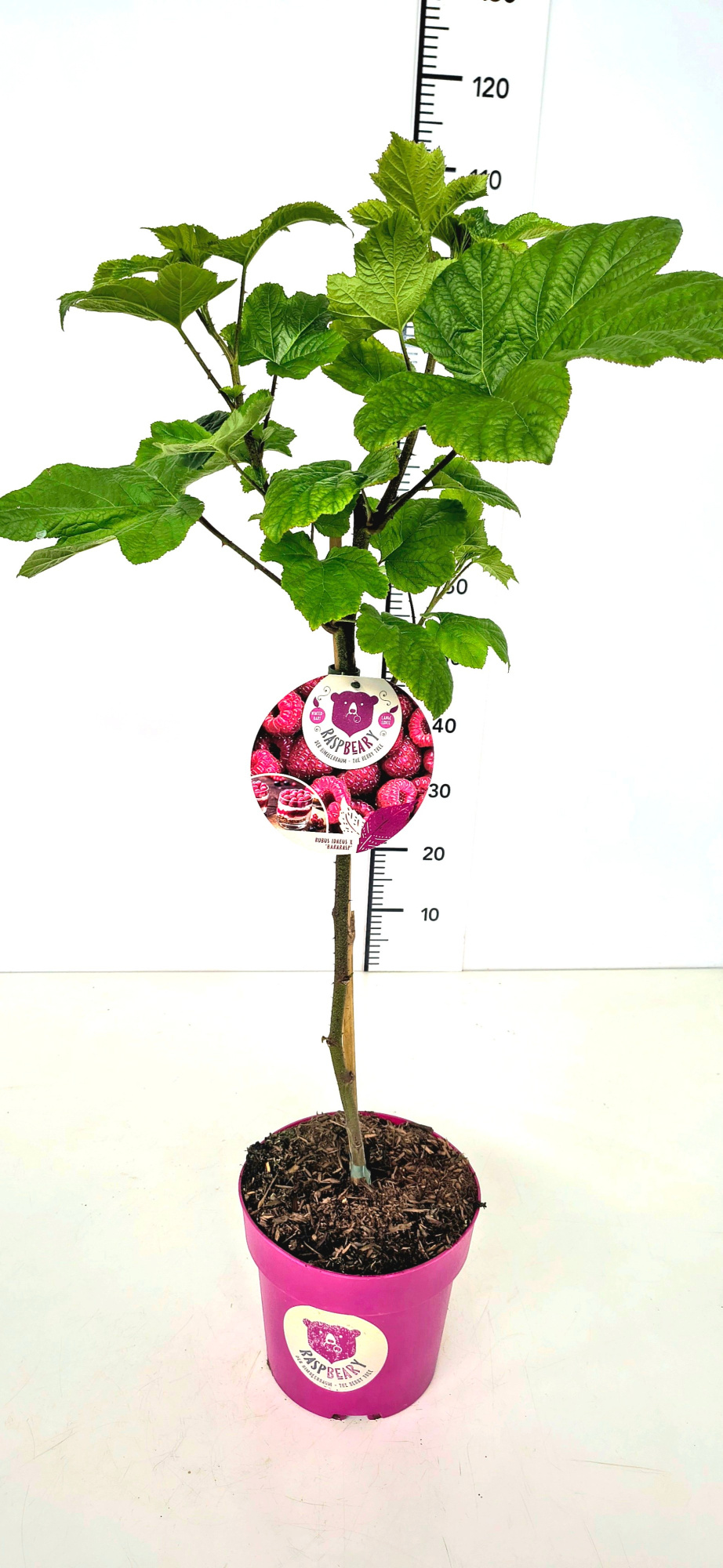 Rubus idaeus 'Raspbeary'™ 50CMSTC4.6, D 22 cm