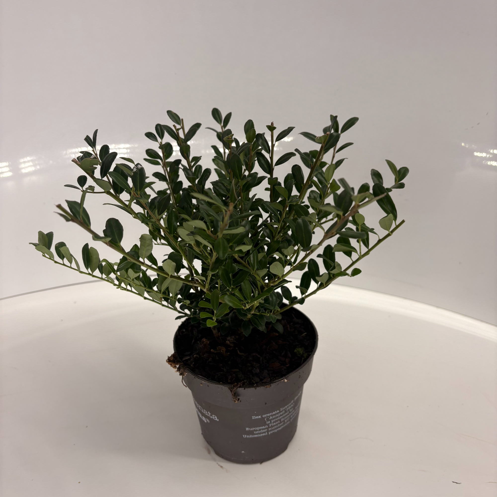 Ilex crenata Luxus® P13, D 13
