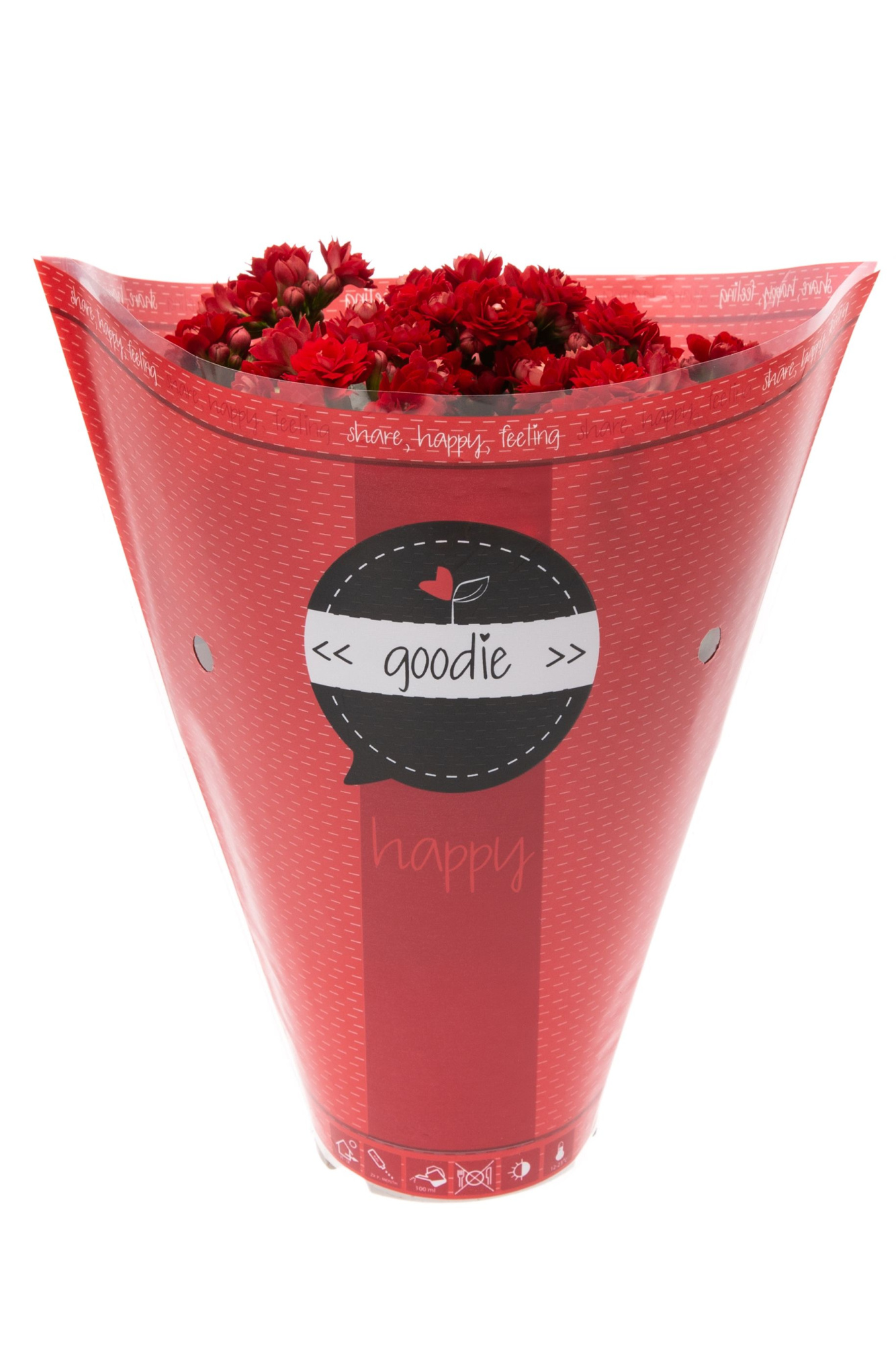 Kalanchoe dbl. Goodie Red, D 10,5 cm