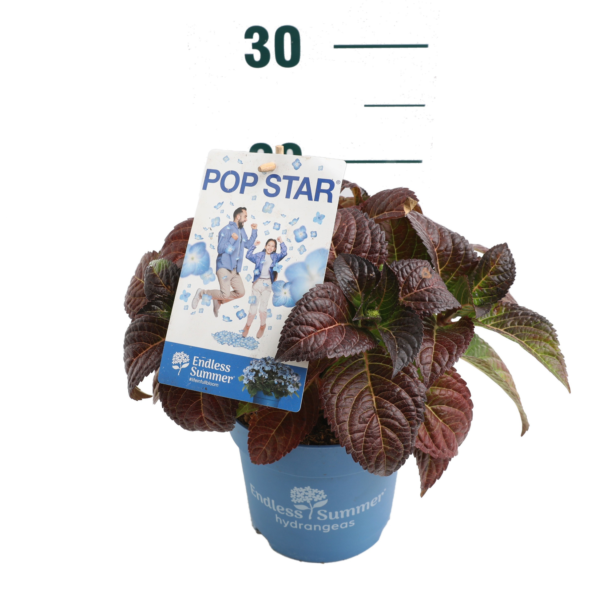 Hydrangea 'Pop Star Blue' - P14 - Endless Summer, D 14 cm