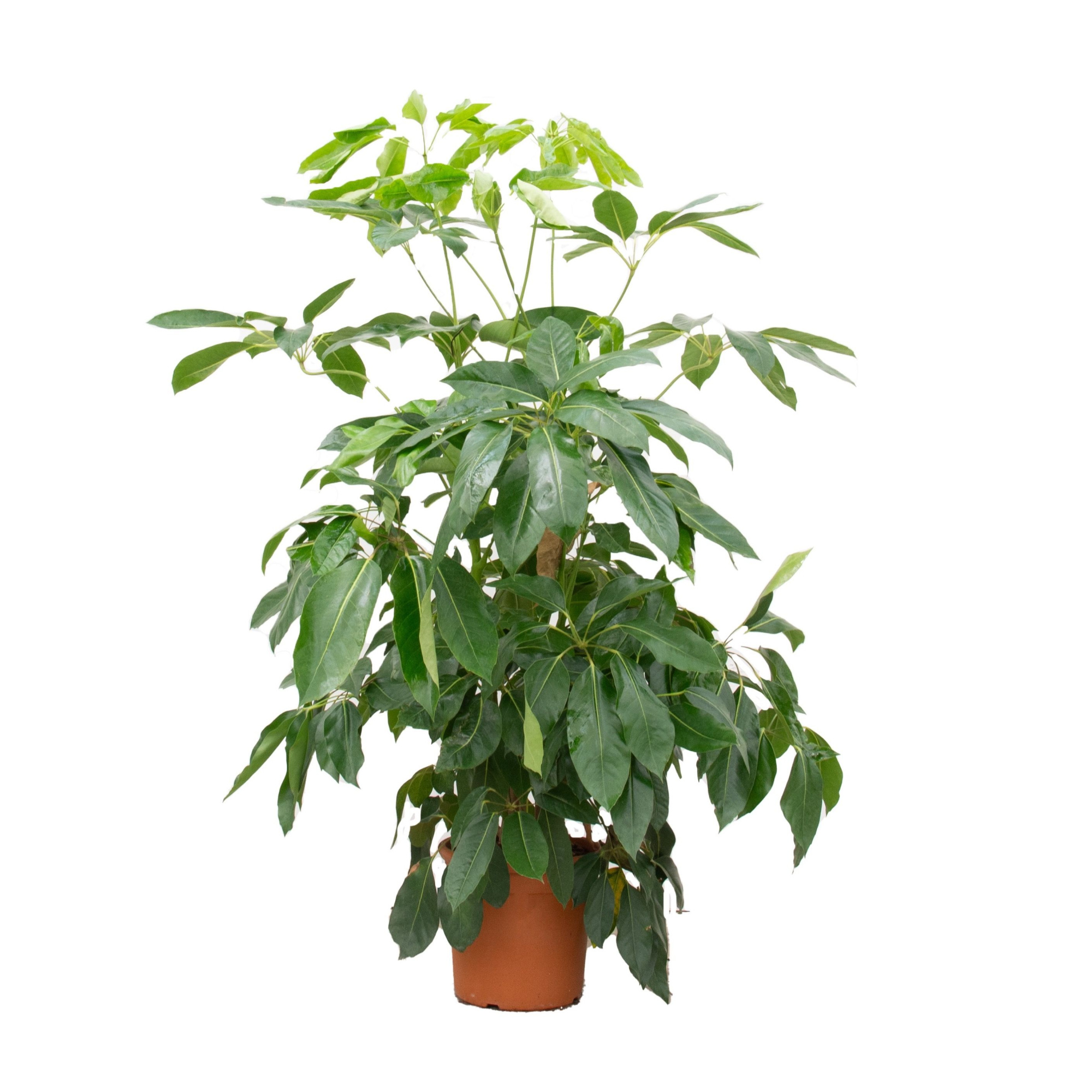 Schefflera Actinophylla 'Amate' - 170cm, D 27 cm