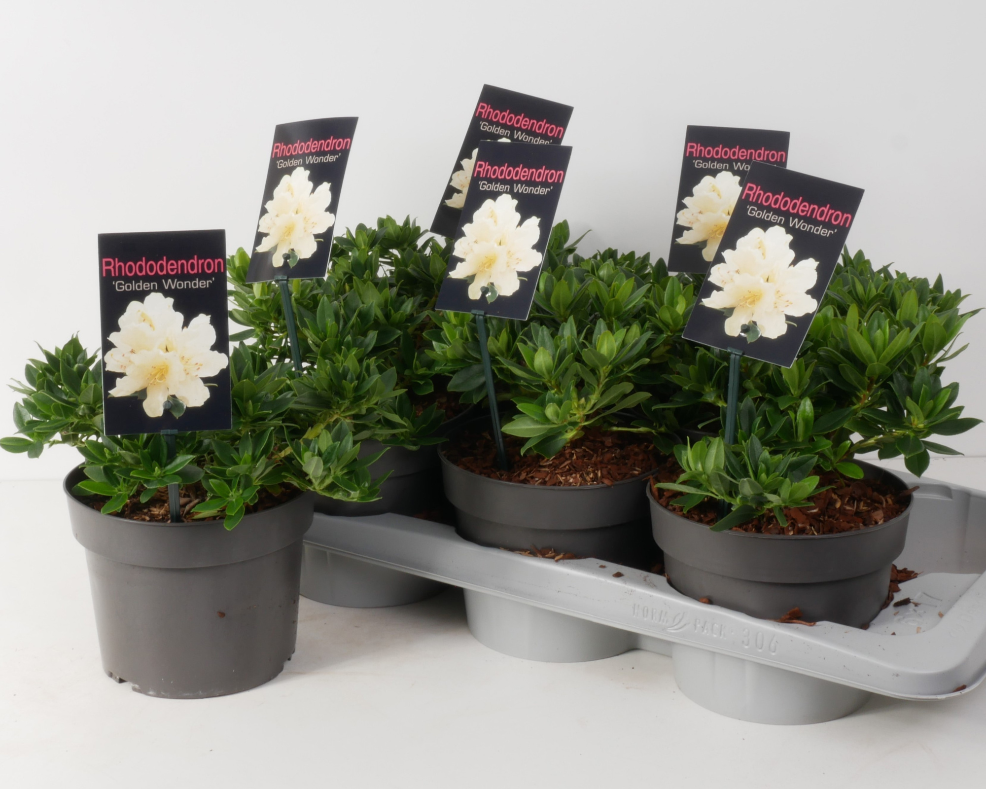 Rhododendron 'Golden Wonder' P17, D 17 cm