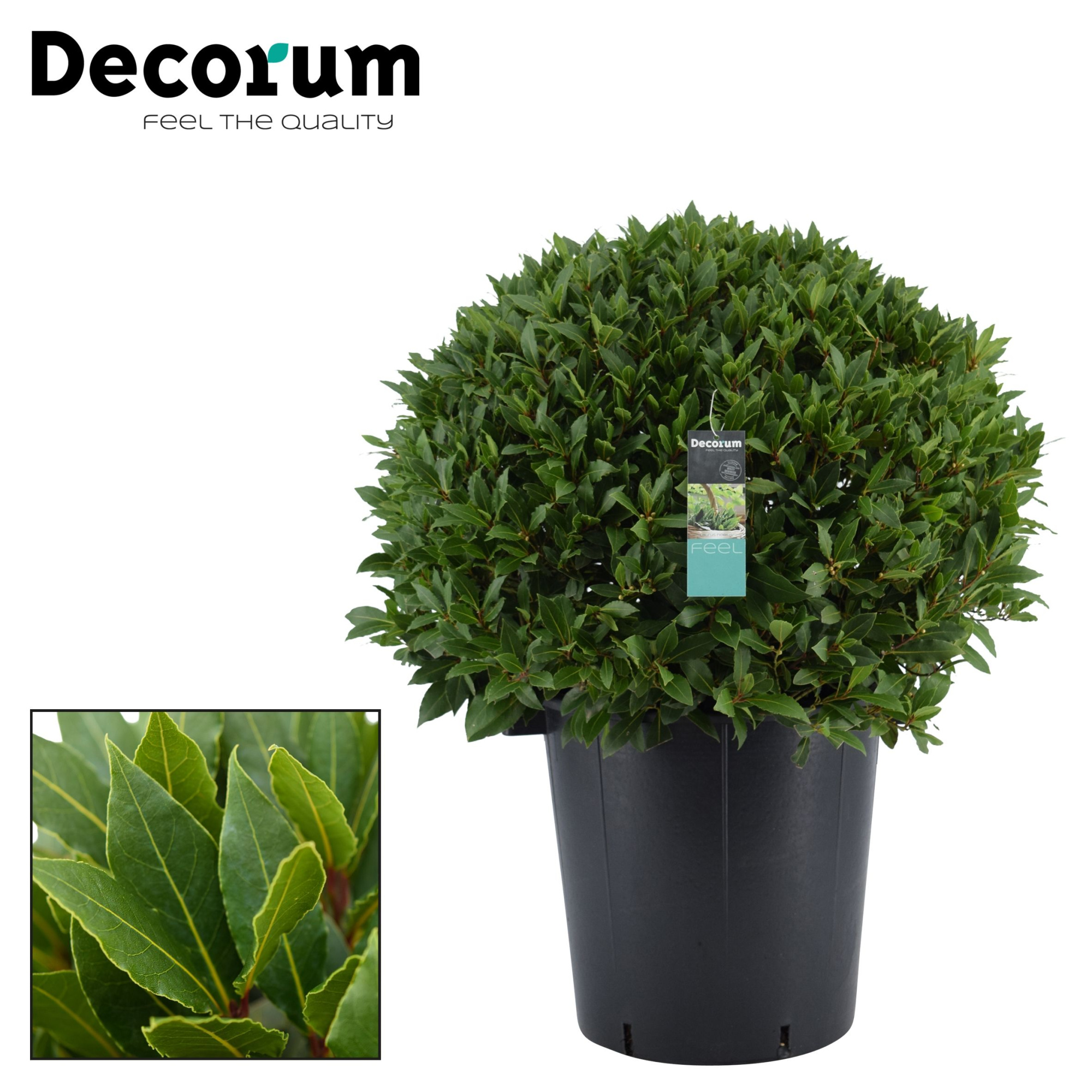 Laurus nobilis Bol zonder stam, D 40 cm