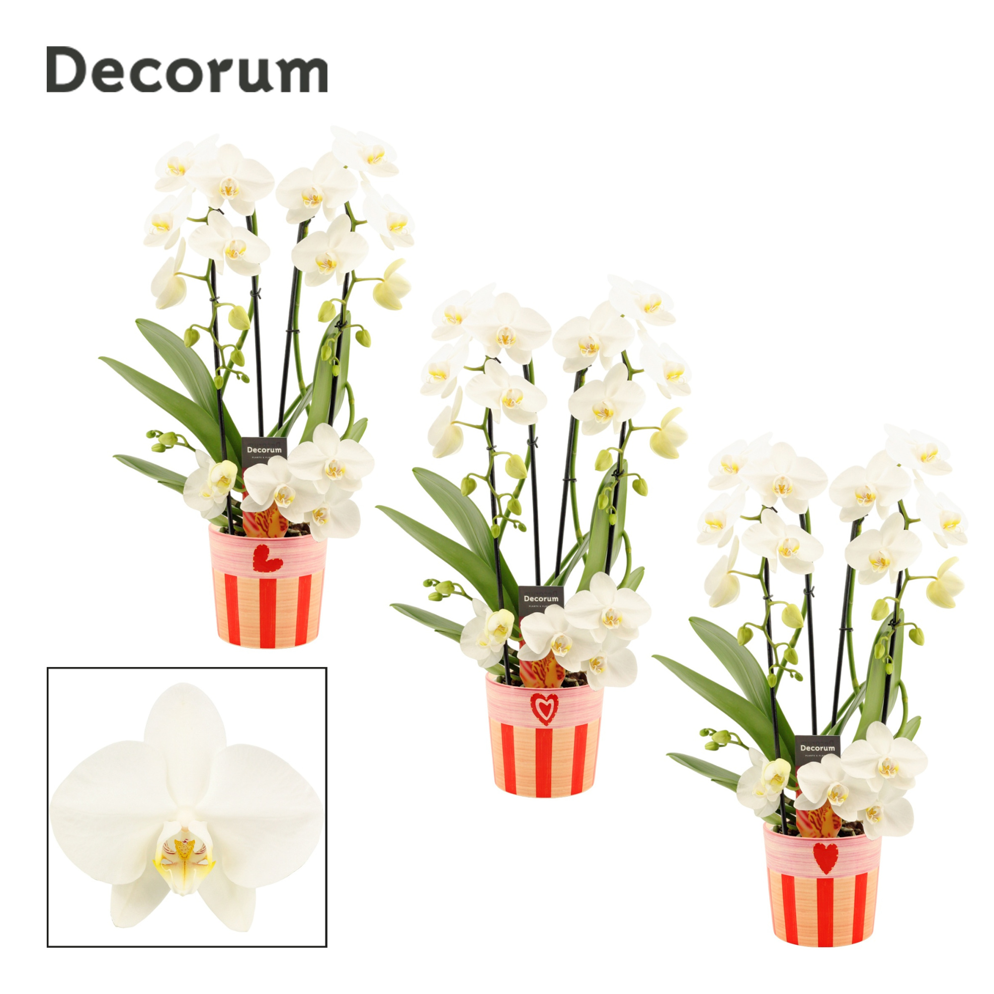 Phalaenopsis twirl wit in Romée (Sympathetic moods-collection), D 12