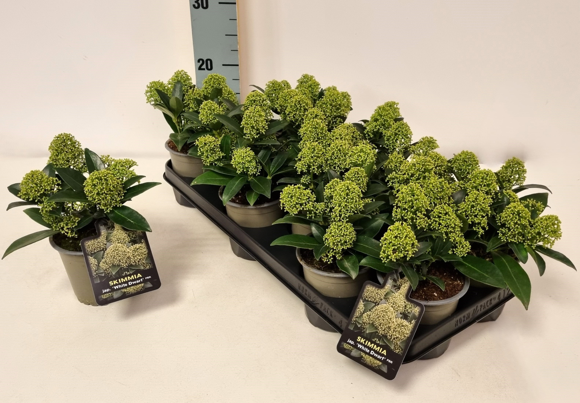 Skimmia jap. 'White Dwarf' P10.5, D 10 cm