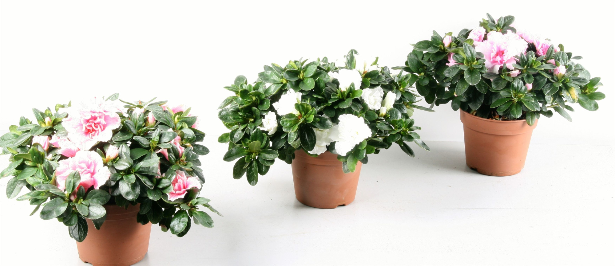 006 : Azalea p14 'Hellmut Vogel' mix 30 cm jaarrond, D 14