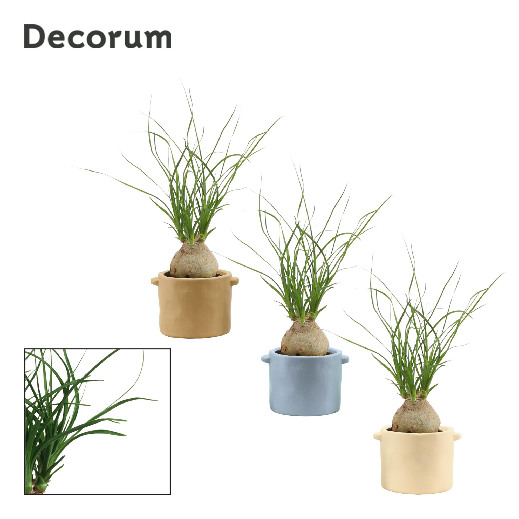 Beaucarnea bol 6 cm in Charlotte (Nature world-collection), D 6 cm