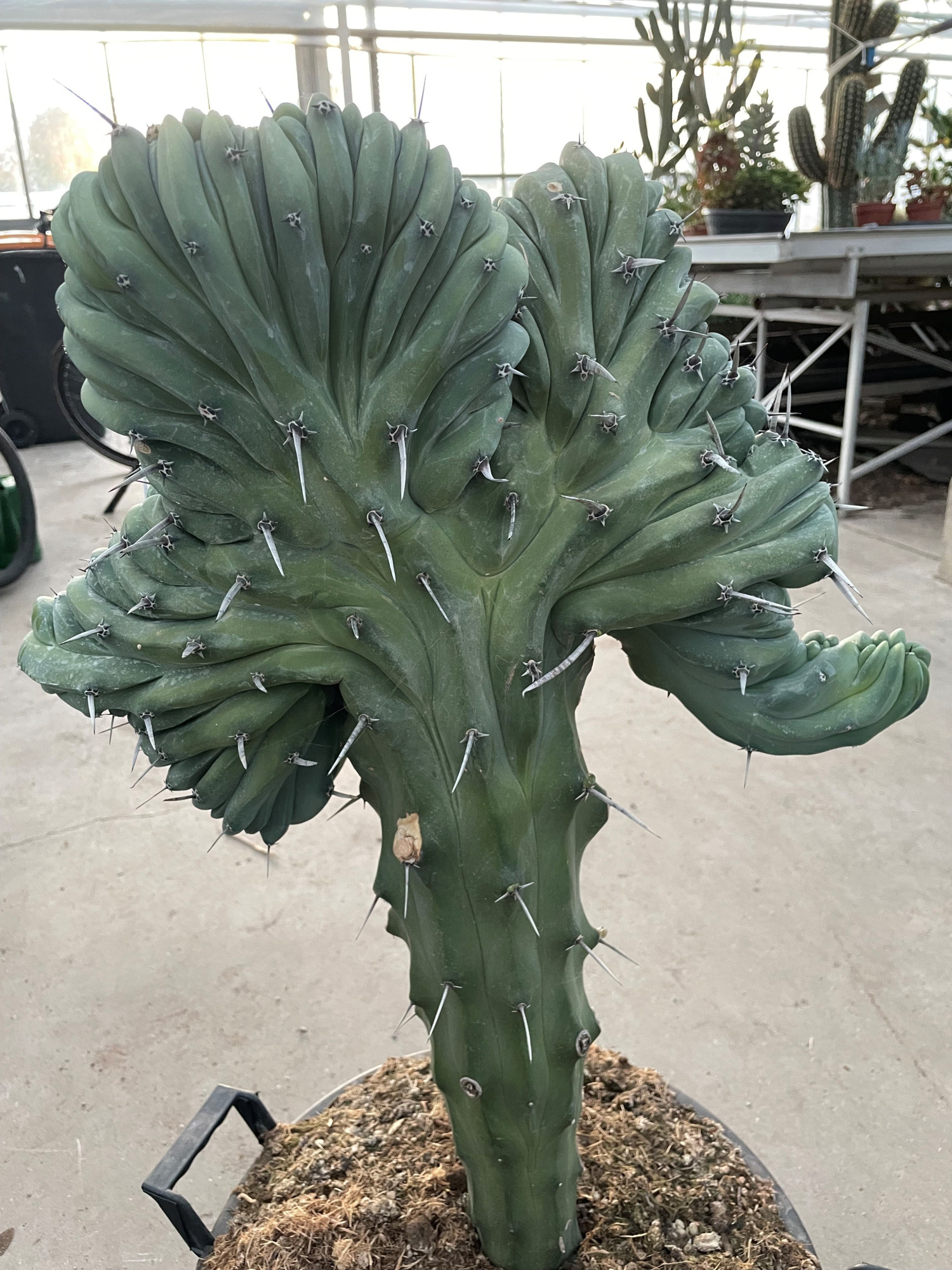 801 Myrtillocactus Geometrizans Cristata 35 cm, D 35