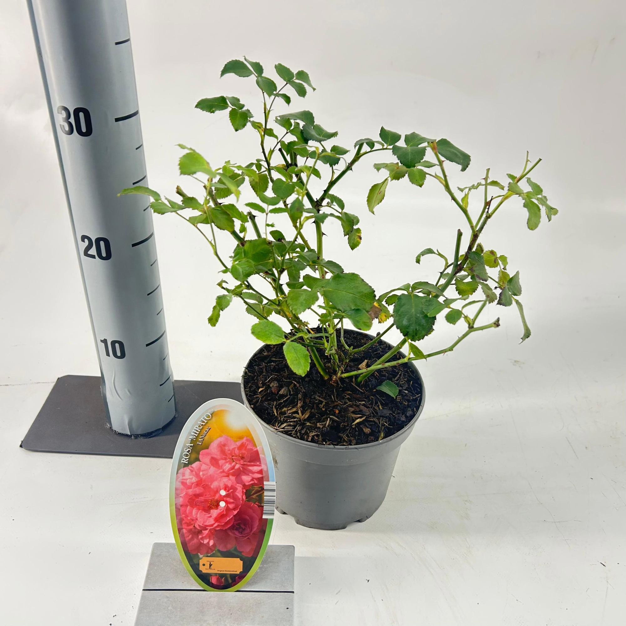 Rosa (H) 'Mirato', D 15