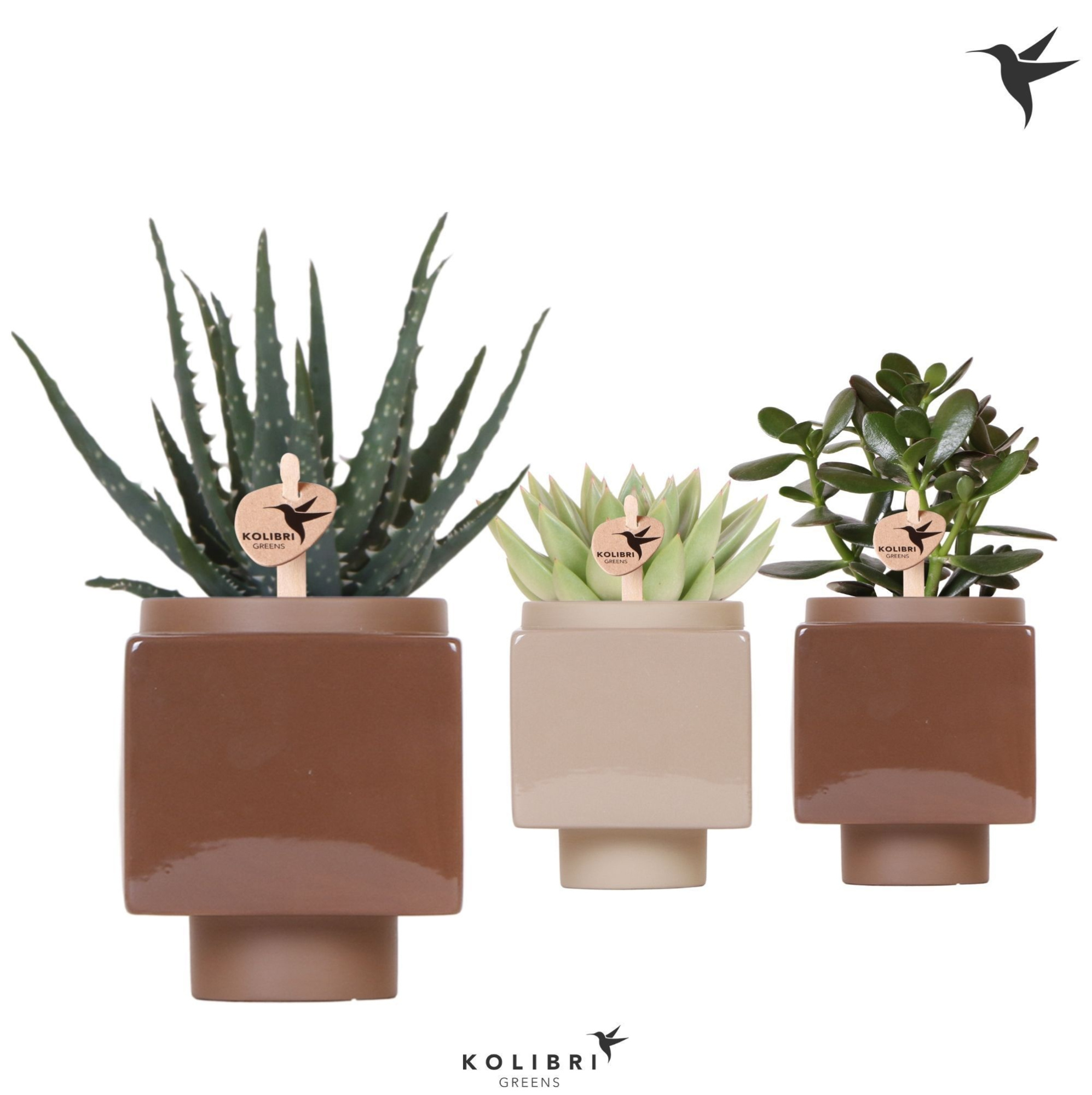 Kolibri Greens Succulenten mix in Cube pot brown, D 9 cm