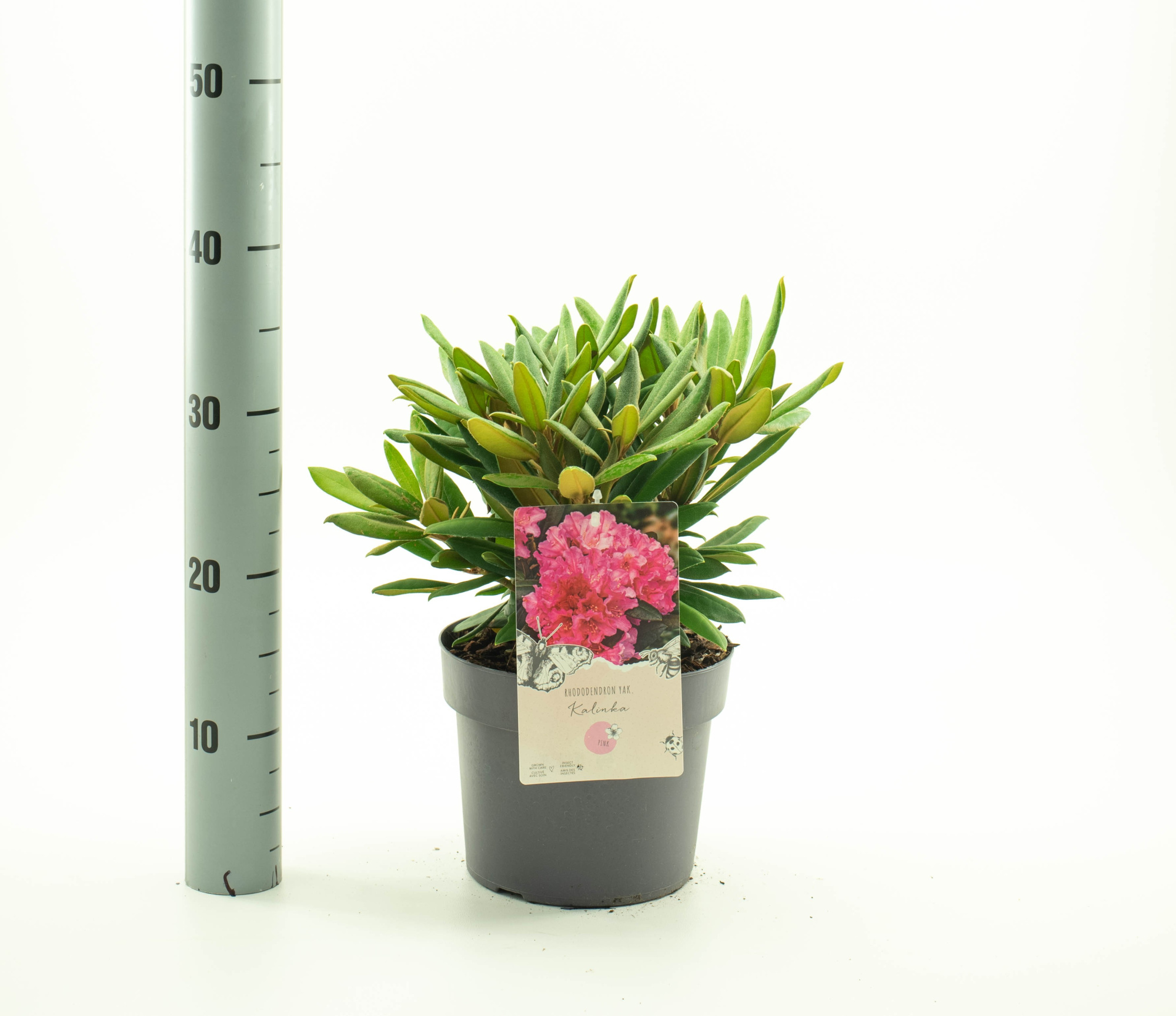 Rhododendron (Y) 'Kalinka', D 19