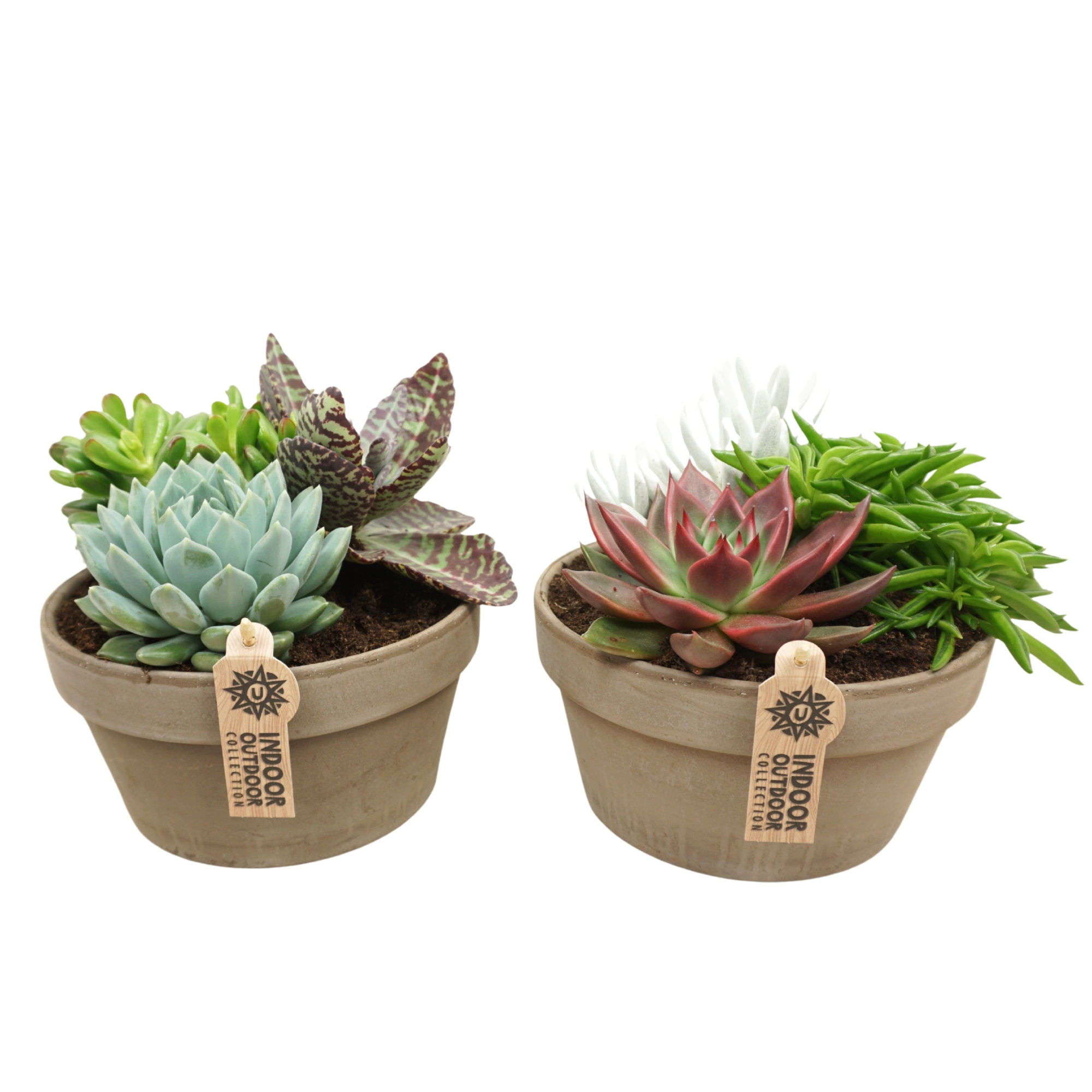 Succulent arrangement in 20 cm 'Grijze Schaal', D 20 cm