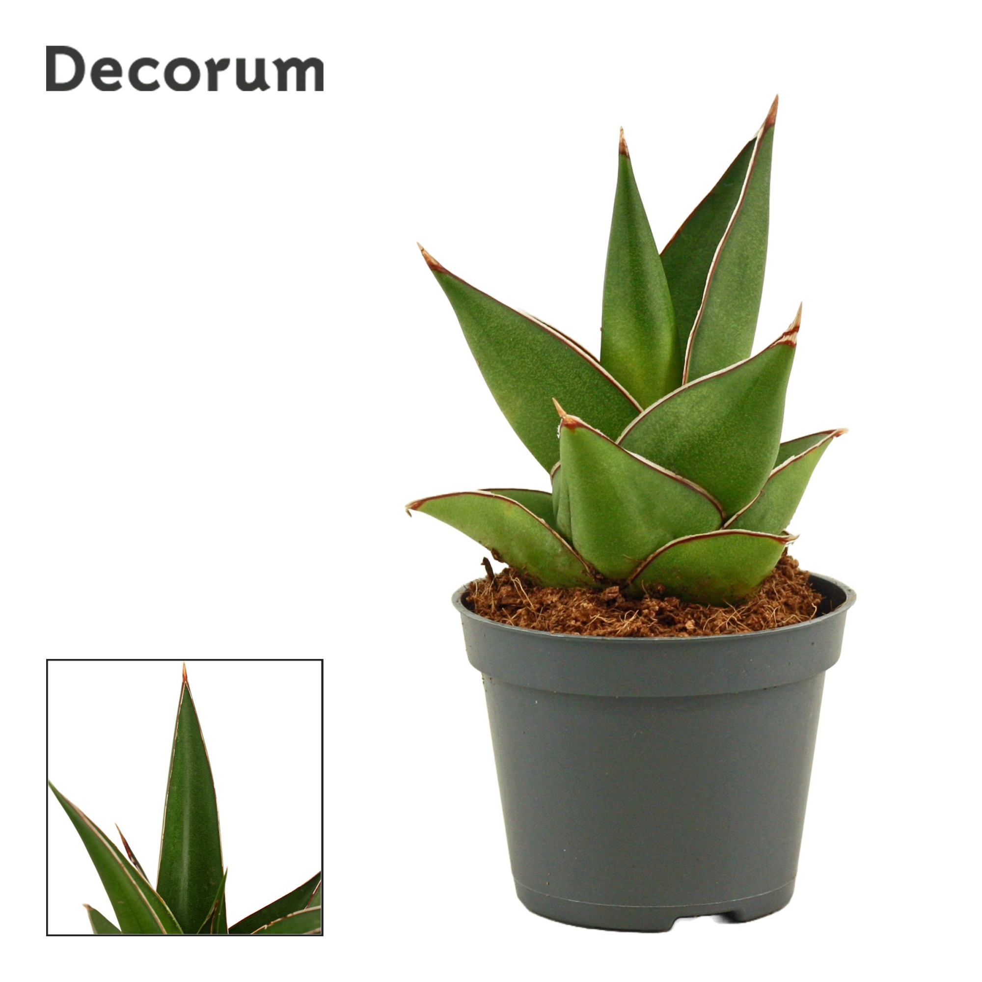 Sansevieria Abbey crown 6 cm (Decorum), D 6 cm