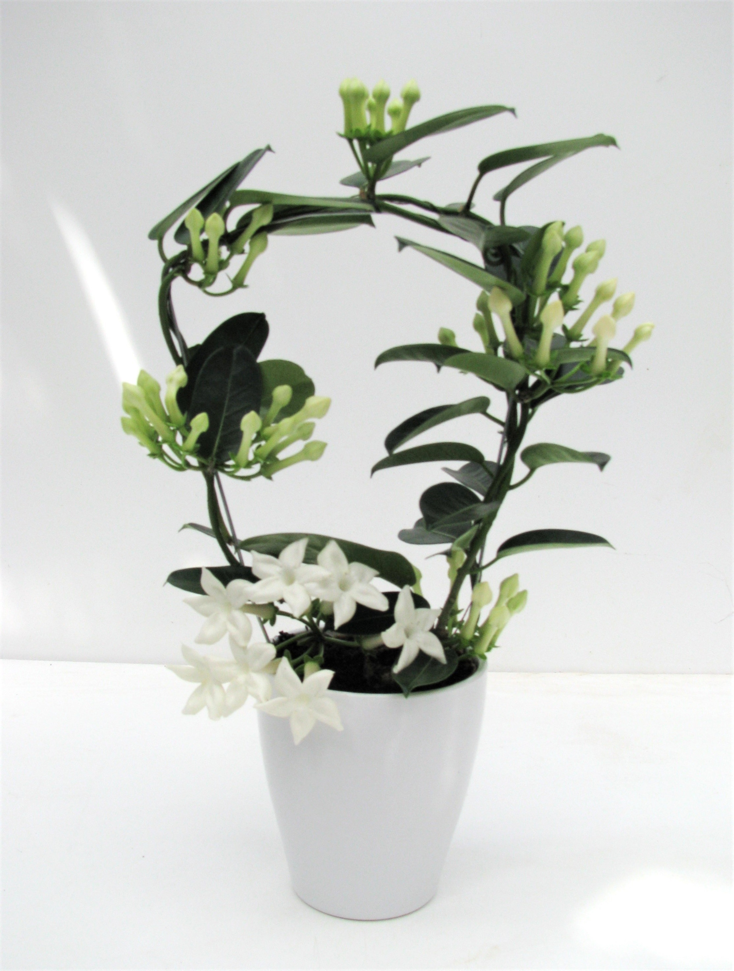 Stephanotis Fleur Parfum 6-9 ker. Tulp, D 12