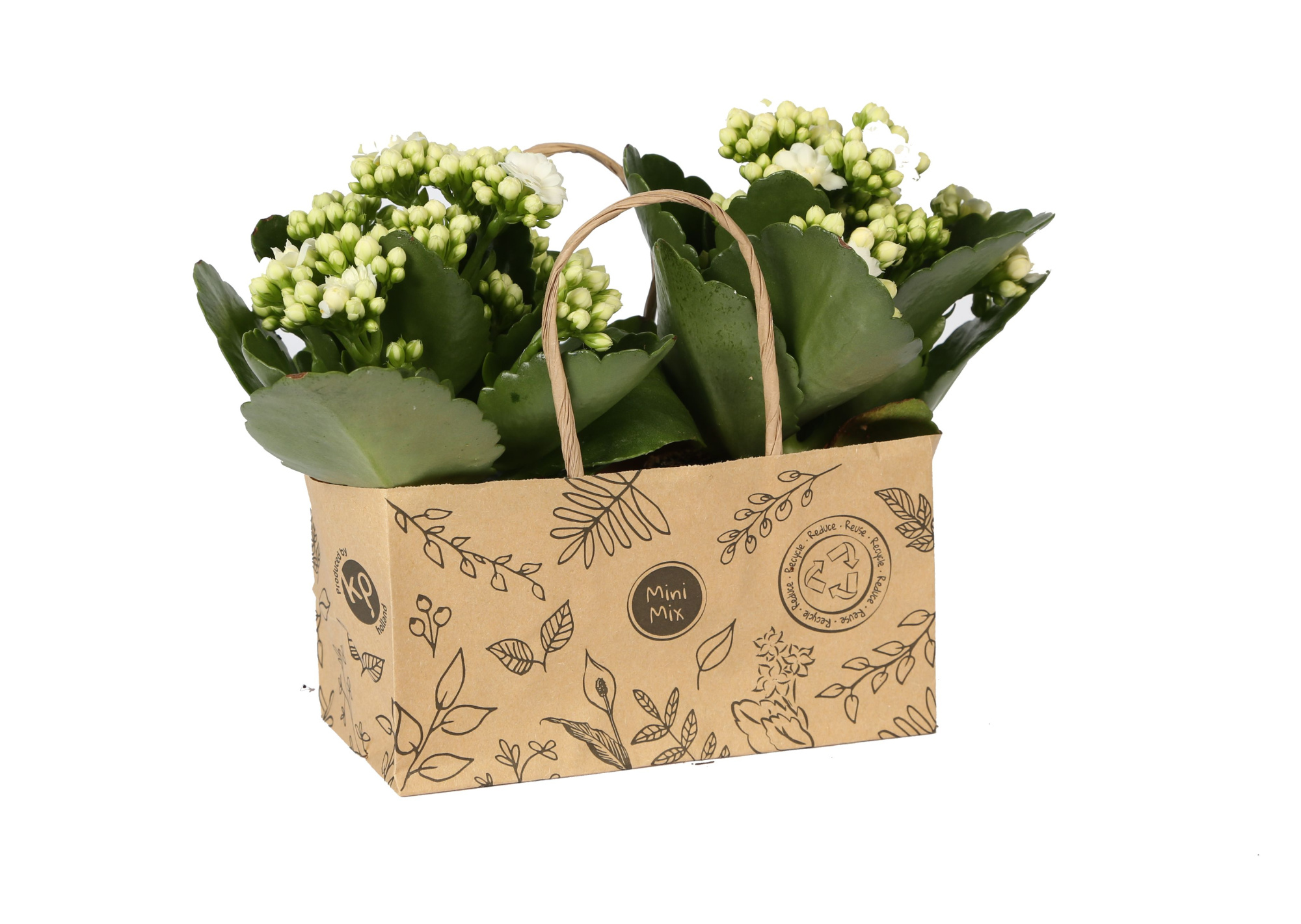 KP-825.3 - Kalanchoe Rosalina 7cm in duo kraft tas, D 7 cm